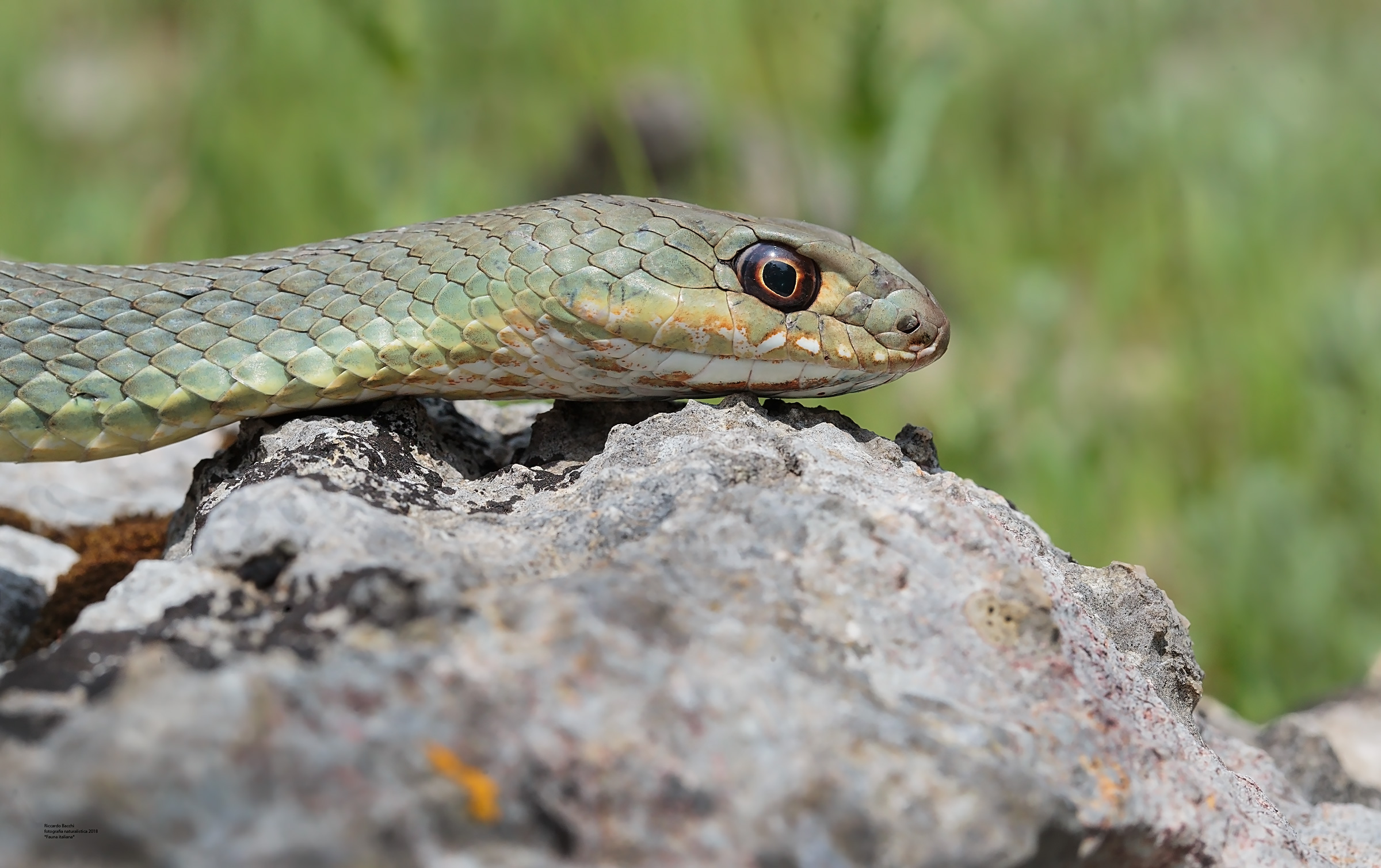 Malpolon Monspessulanus