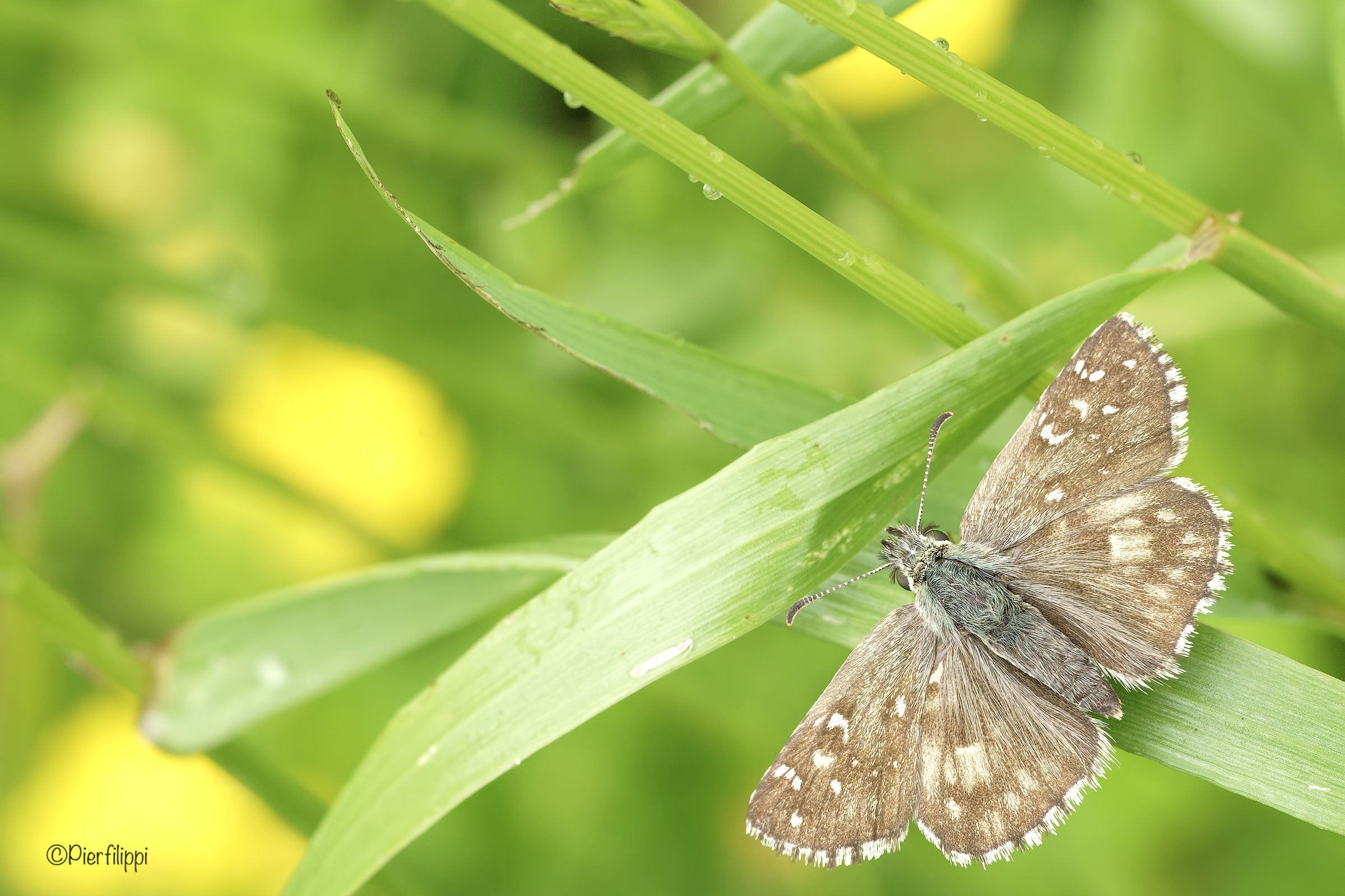 Pyrgus  Centralitaliae