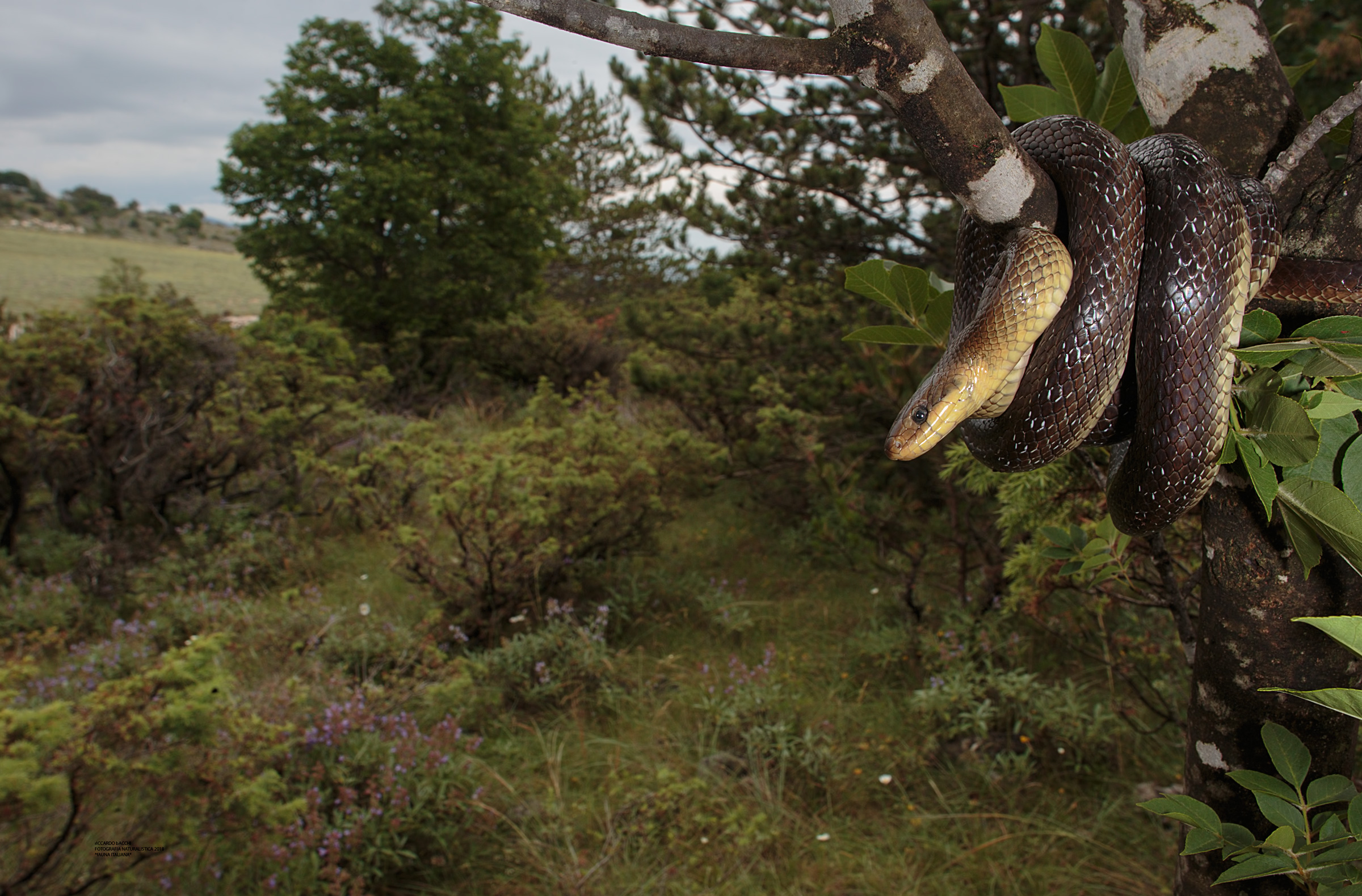 Saettone ginepri e erica