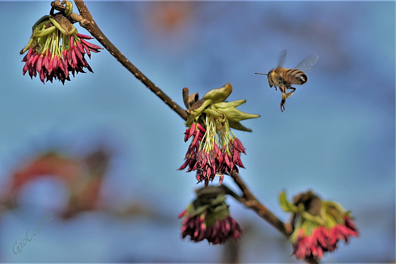 destinazione polline