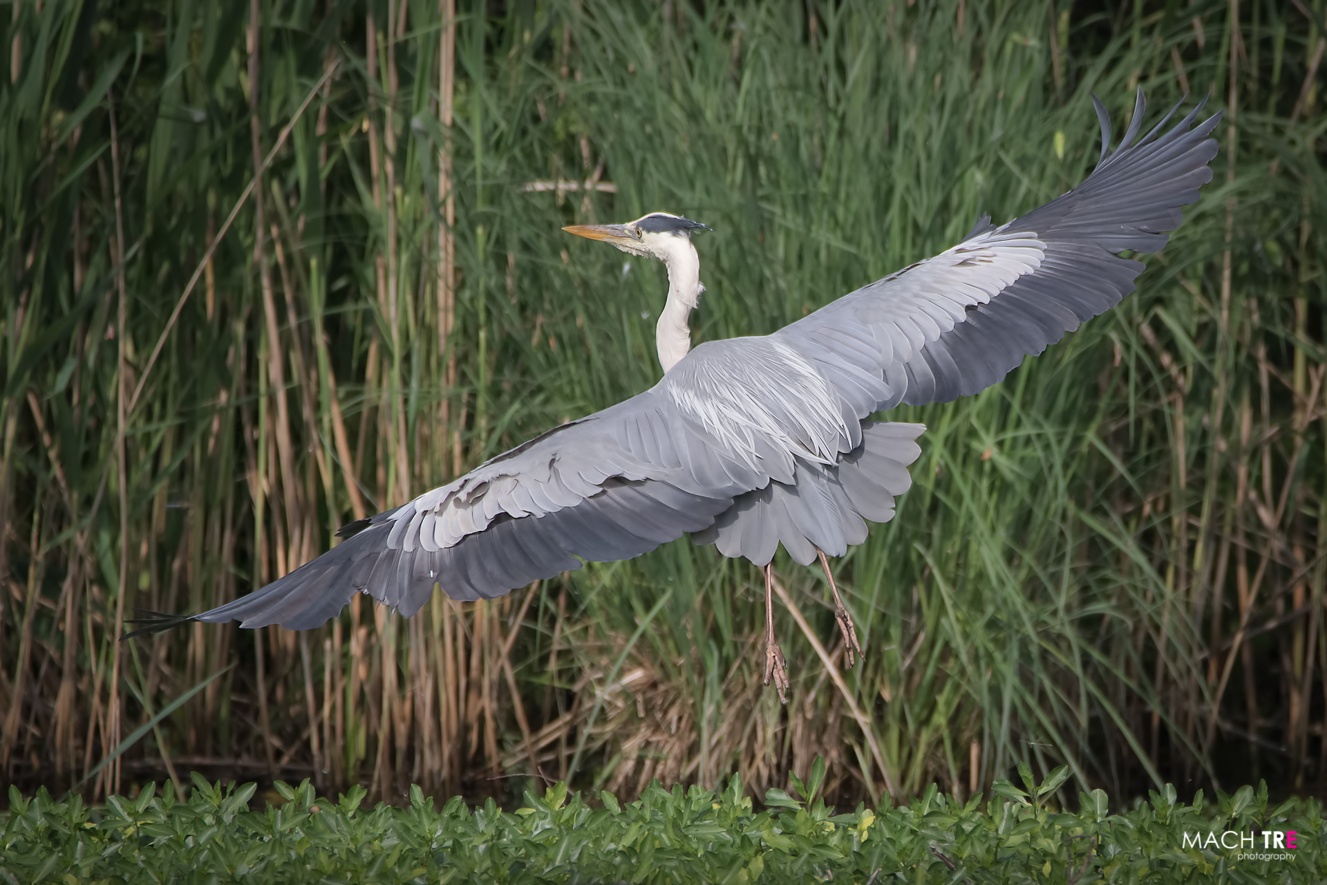 Grey Heron (Ardea cinerea)