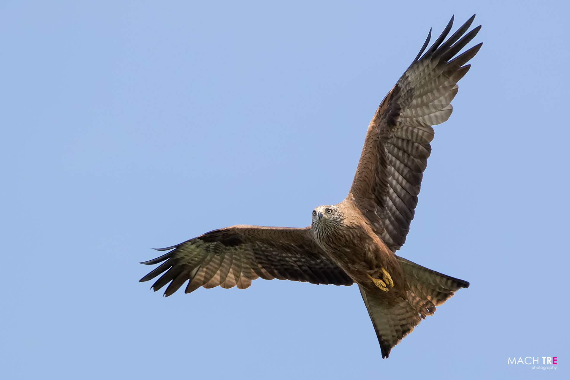Brown Kite (Milvus migrans)