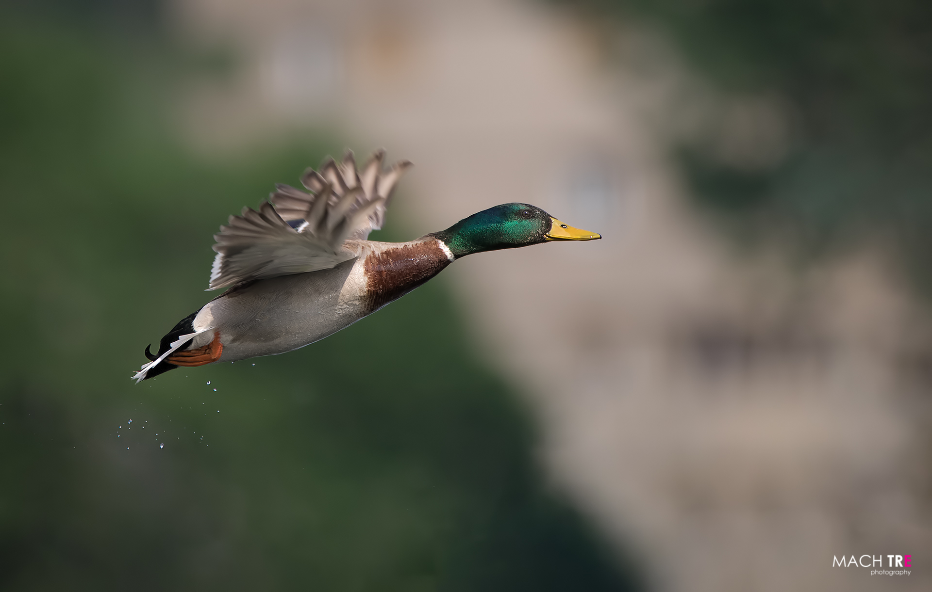 Mallard (Anas Platyrynchos)
