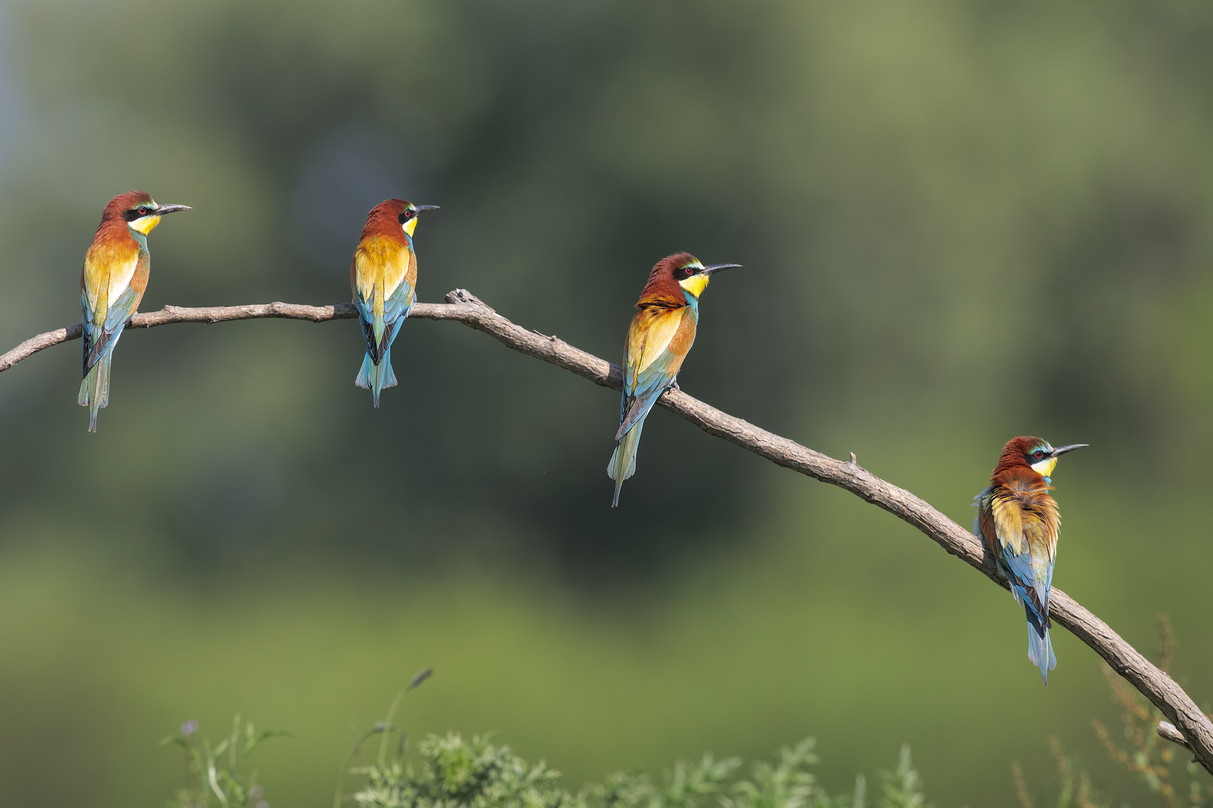 Fianco destr......avanti march