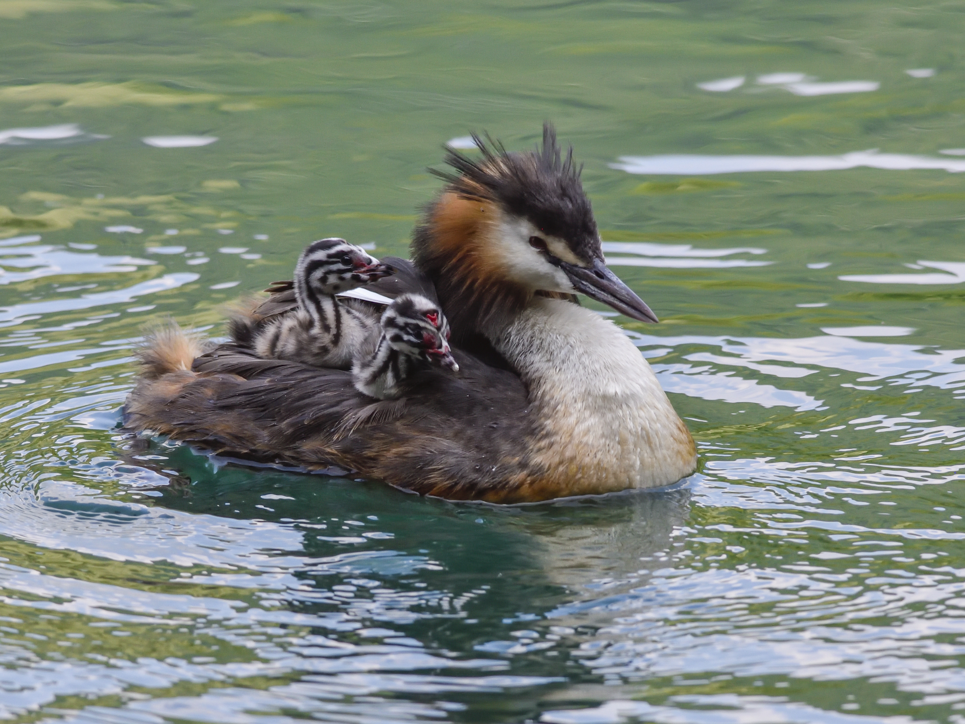 Grebe with Small