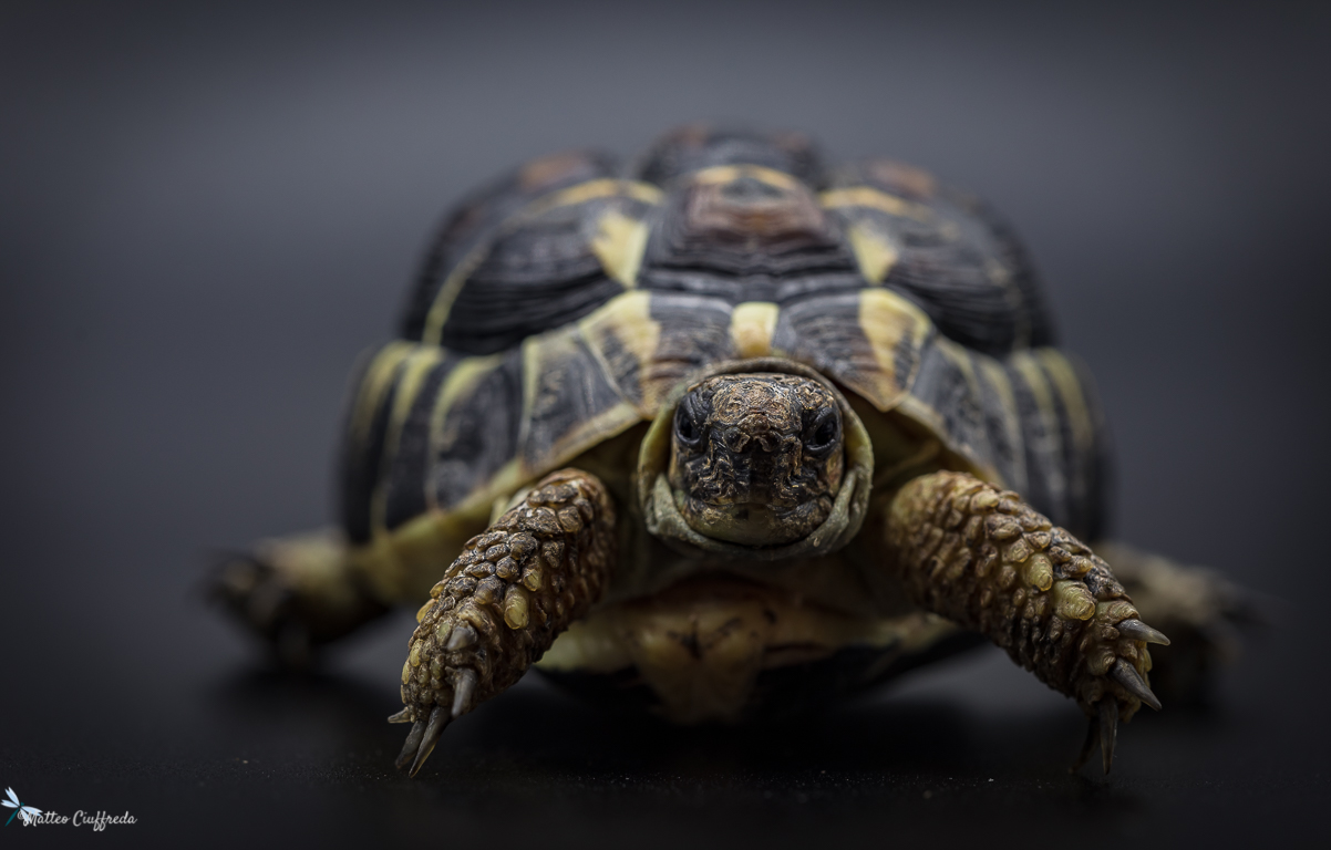 Testudo Hermanni