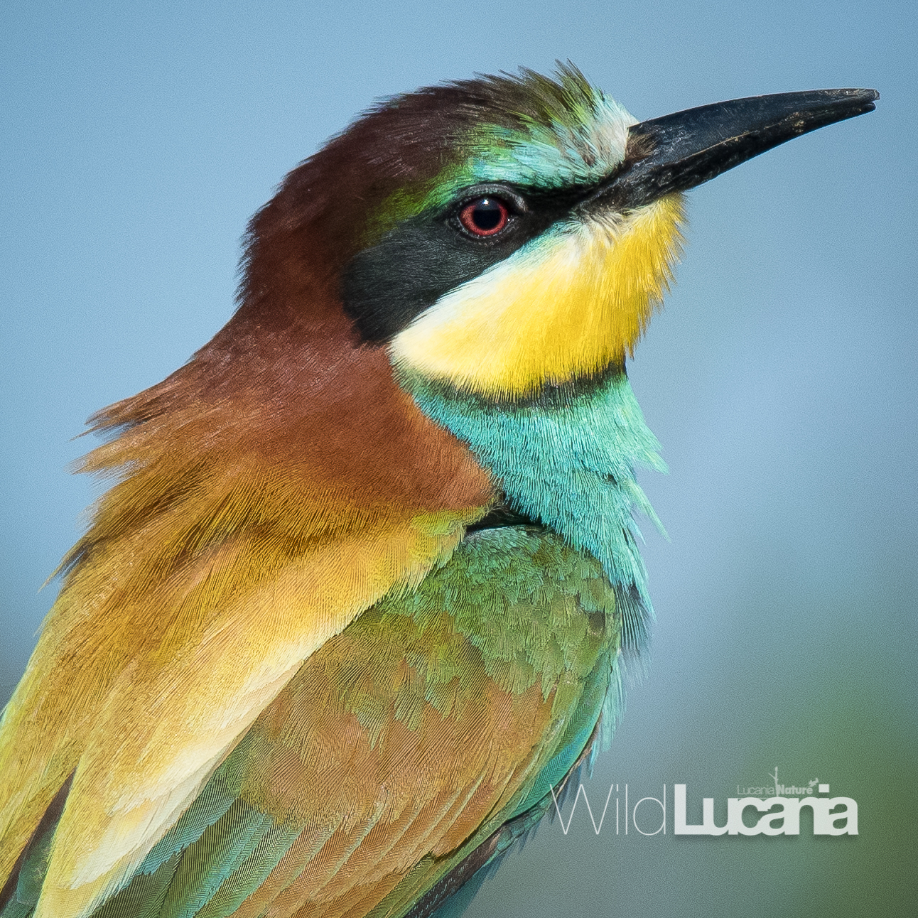 Bee-eater