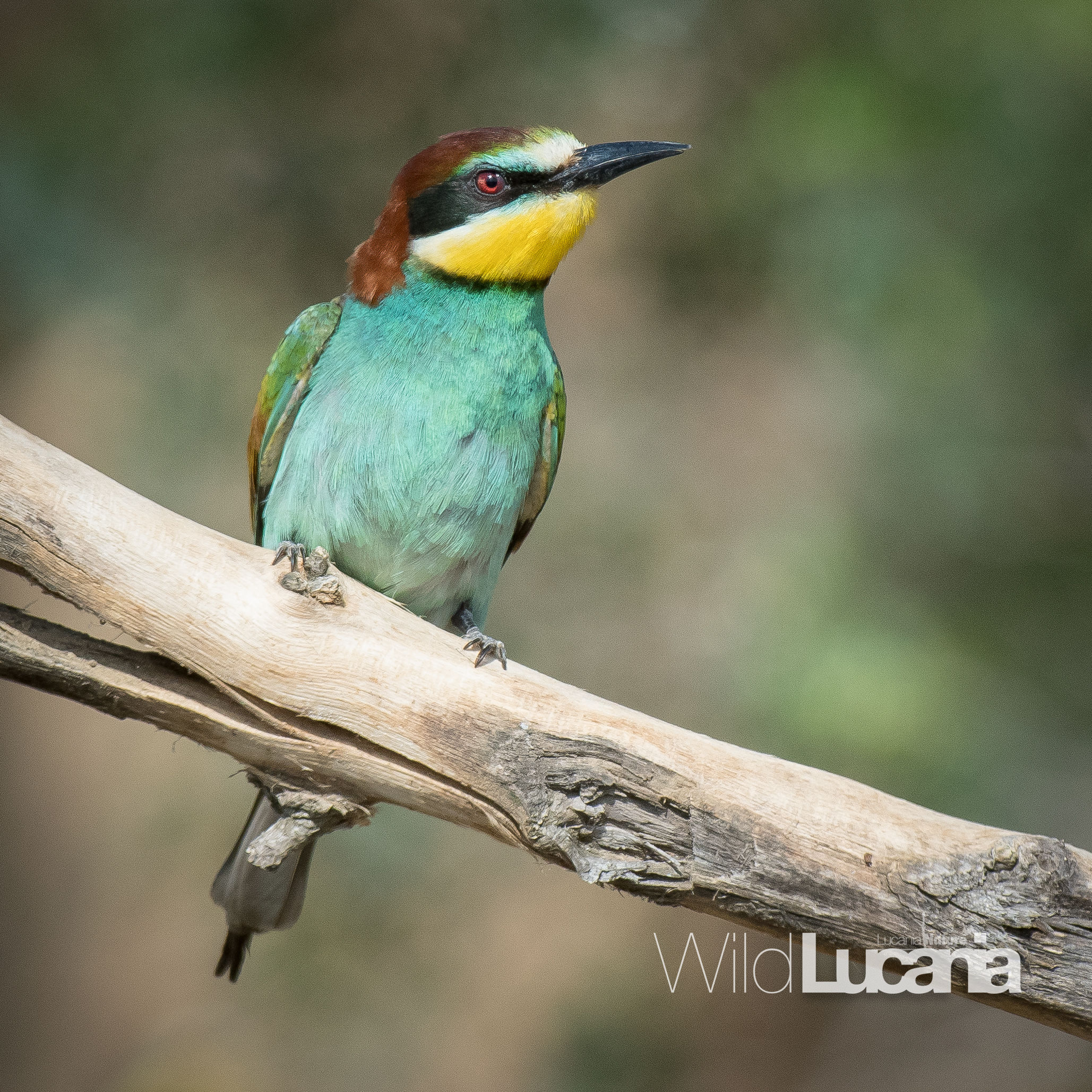 Bee-eater