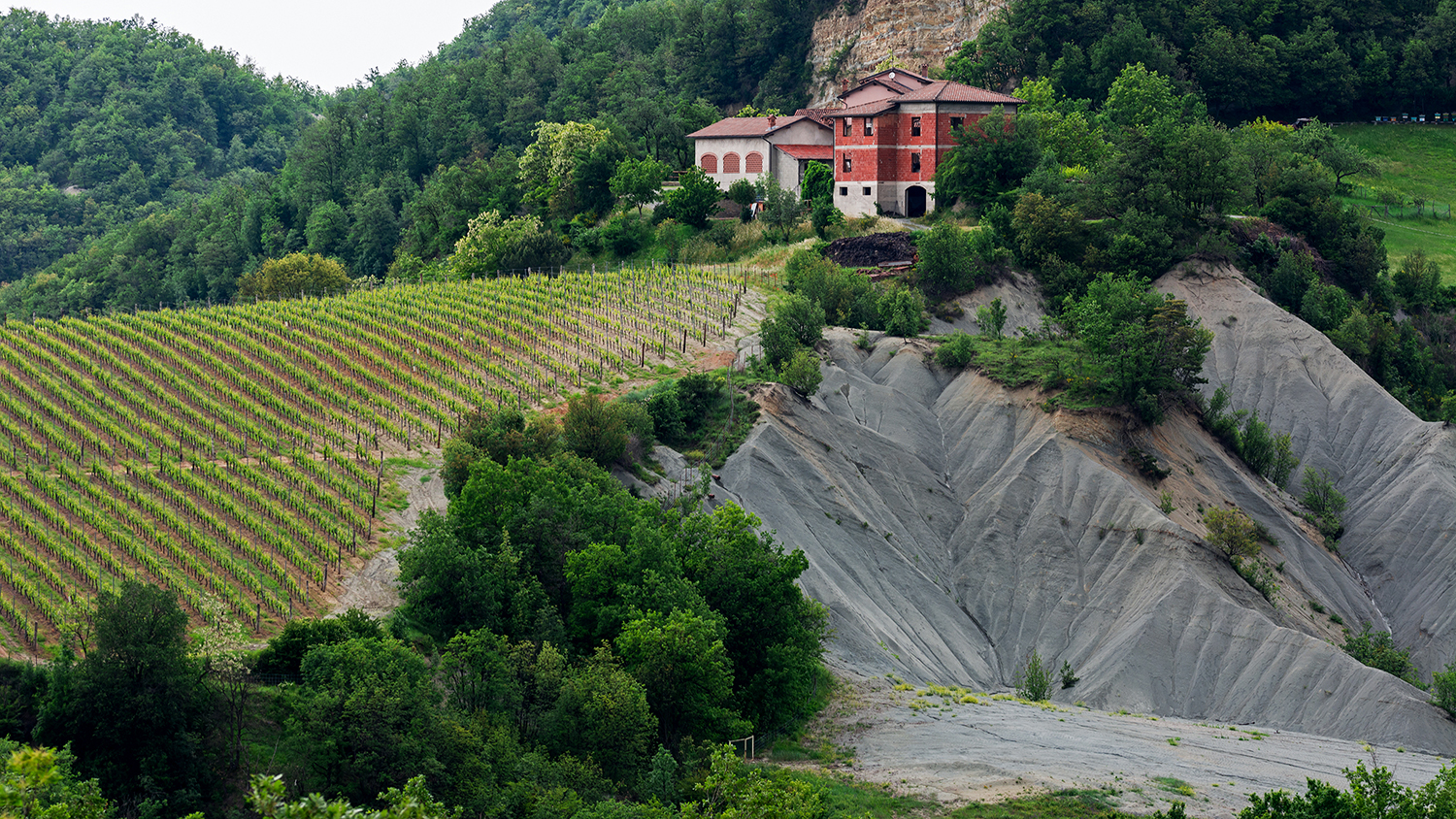 La vigna e i calanchi