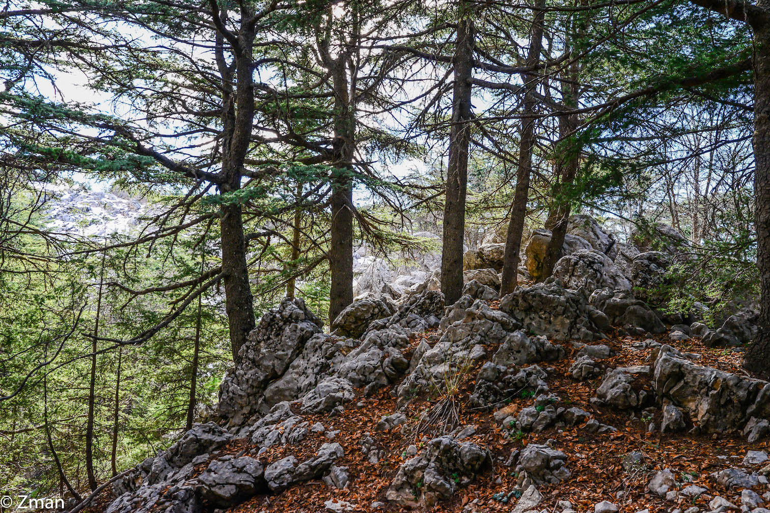 I cedri di al Barouk