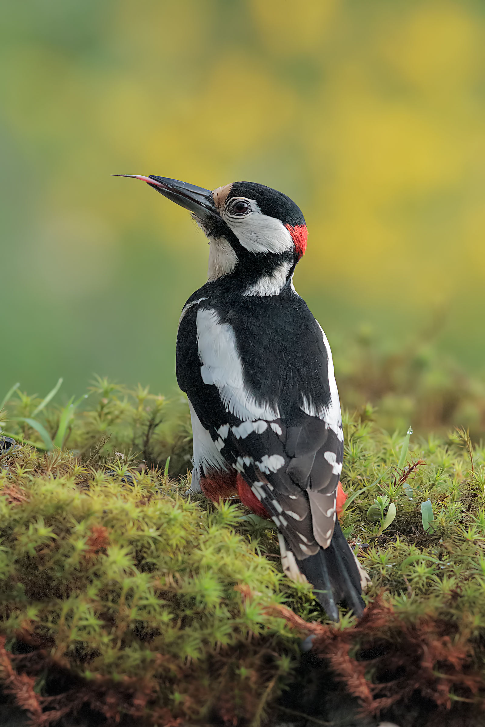 "Witty" Big Red Woodpecker