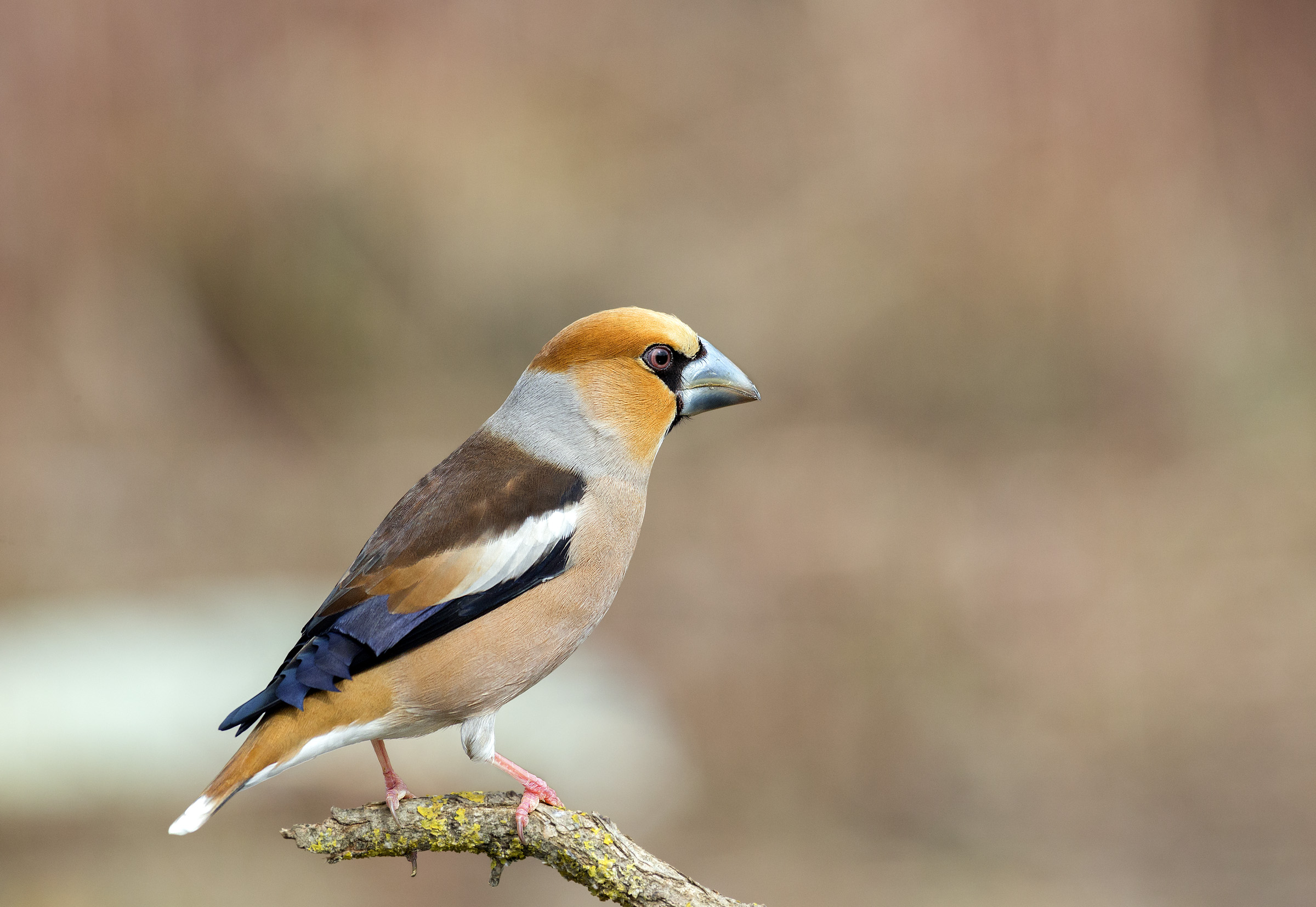 Hawfinch