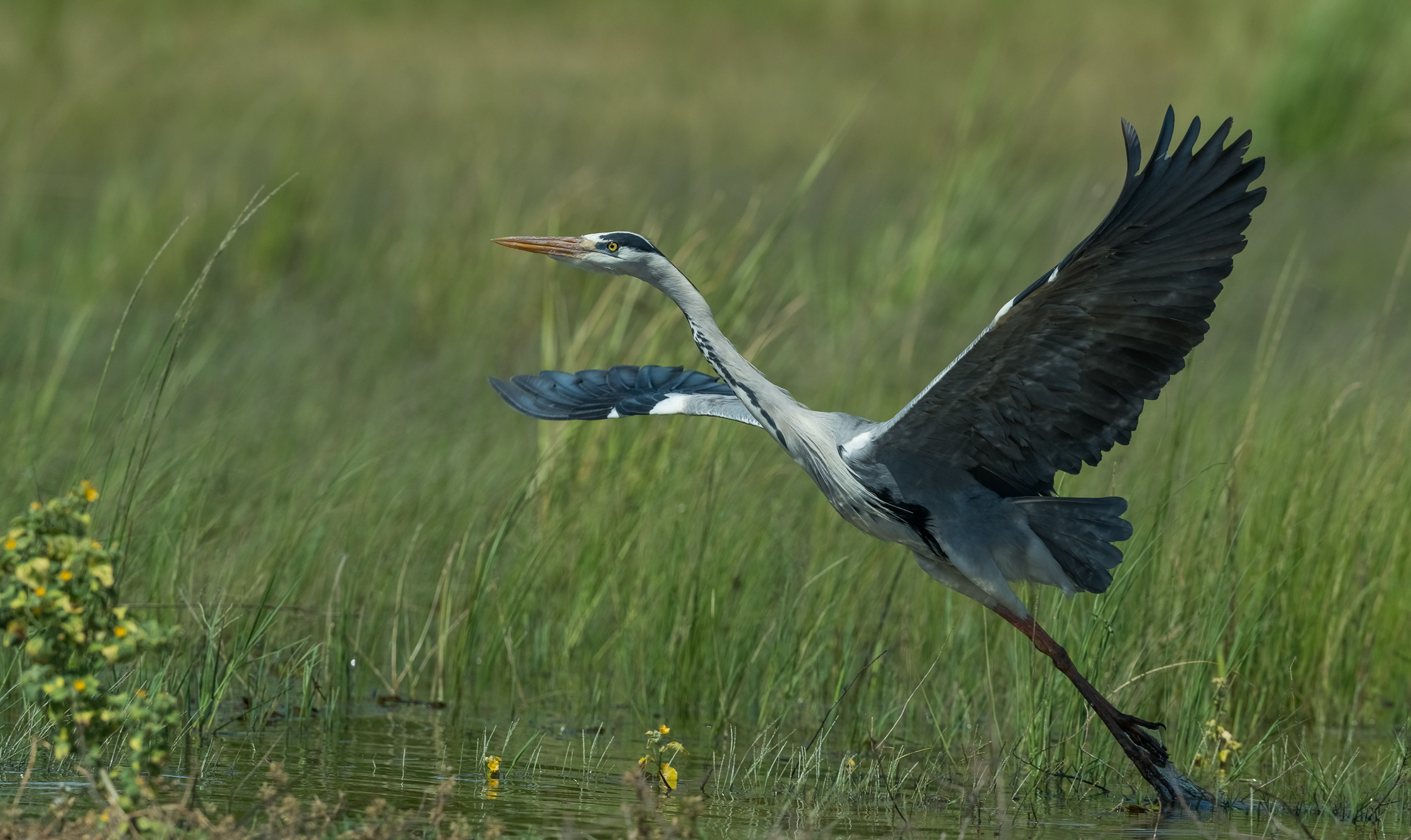 Togliere! -Airone cenerino
