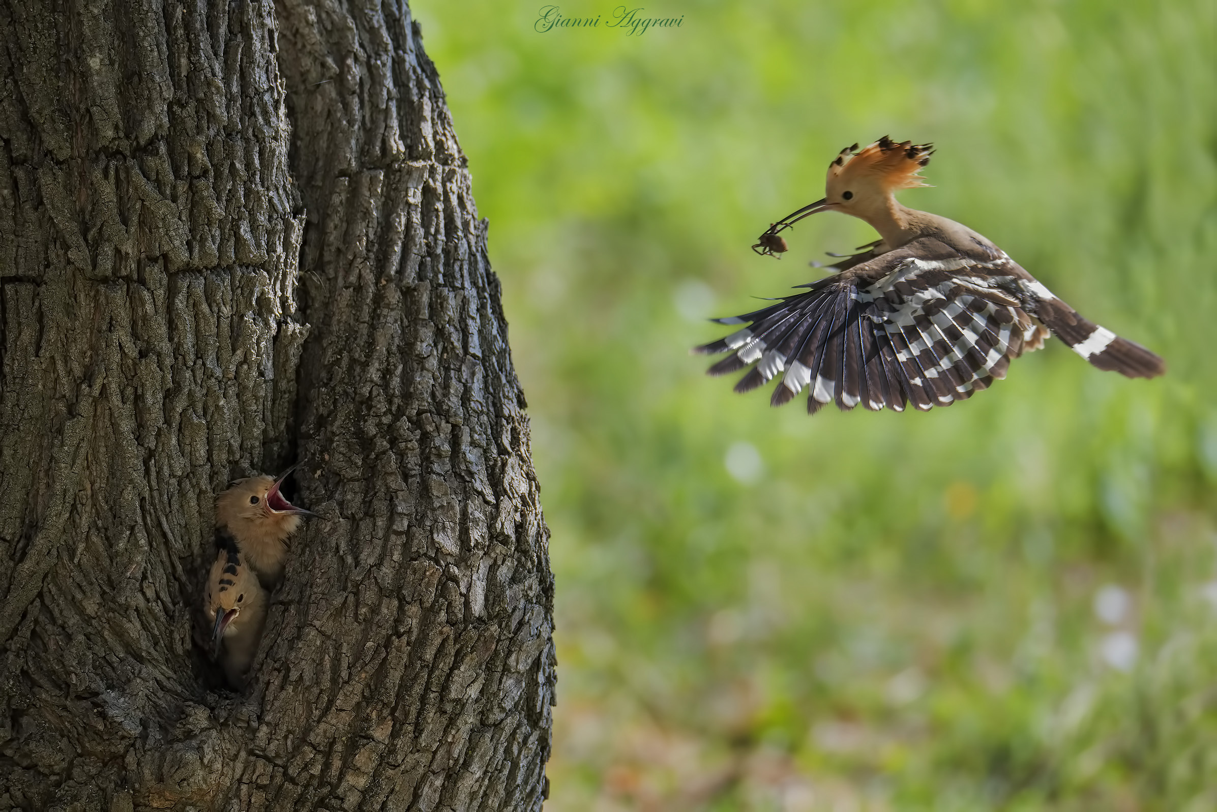 Upupa alle prese con la famiglia