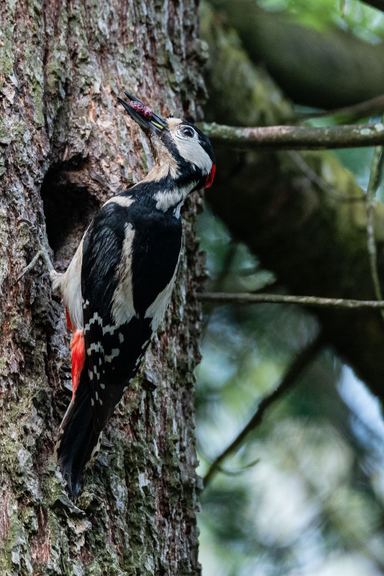 Vegetarian Woodpecker