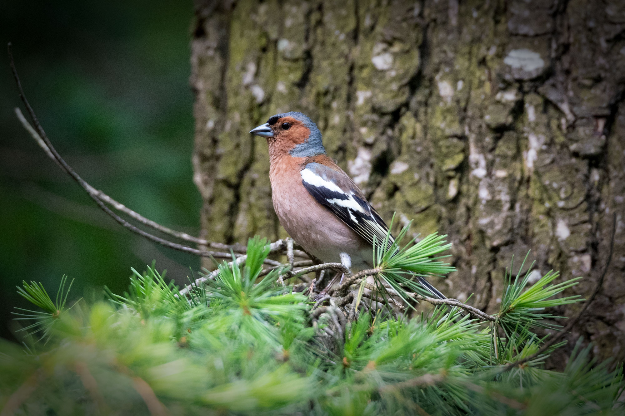 Chaffinch
