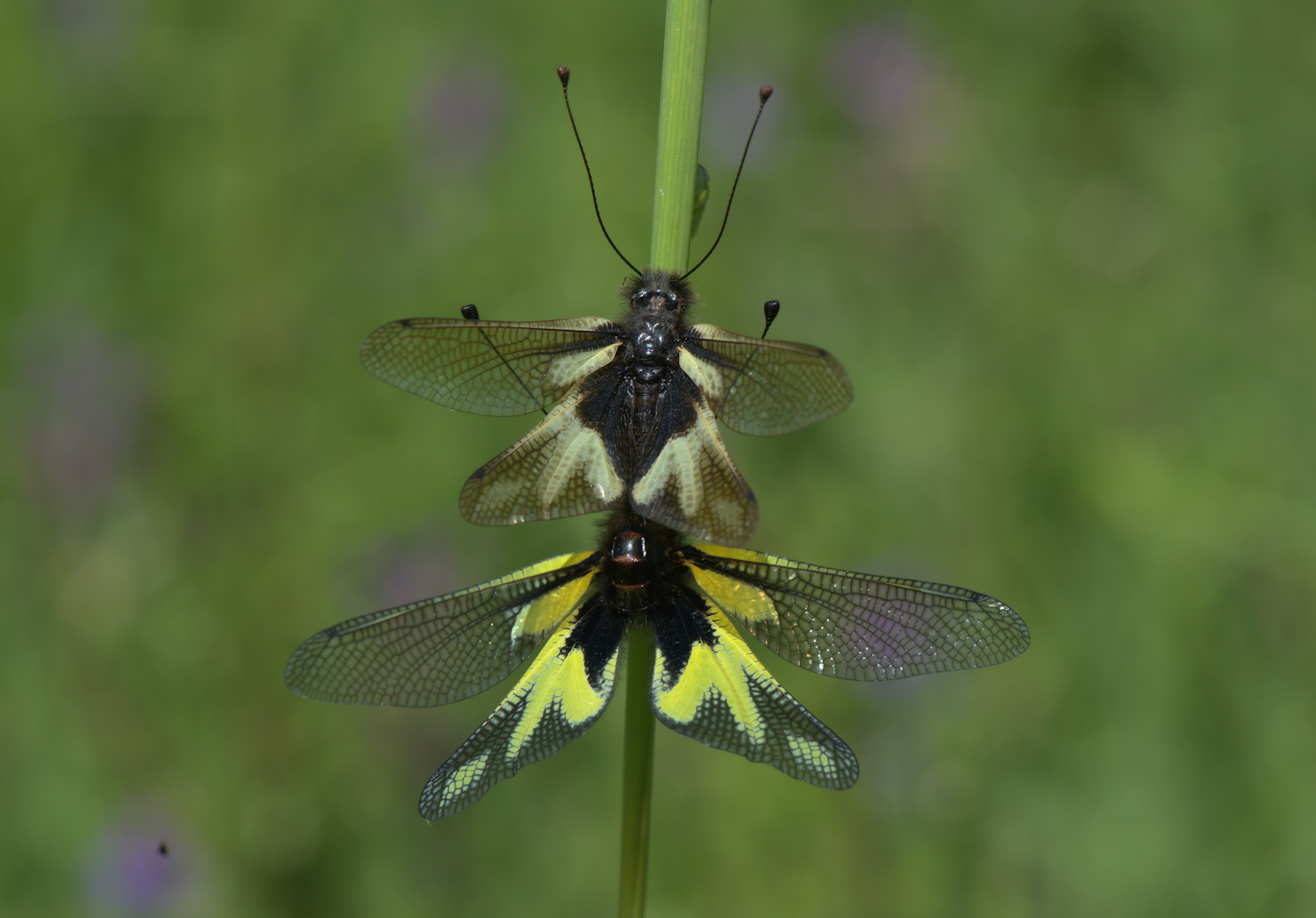 Libelloides Coccajus