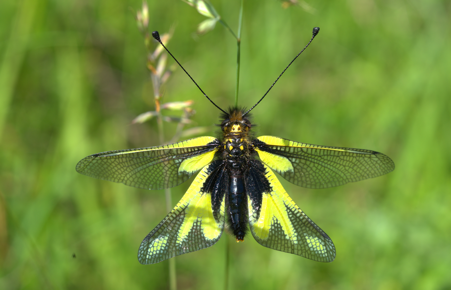 Libelloides Coccajus