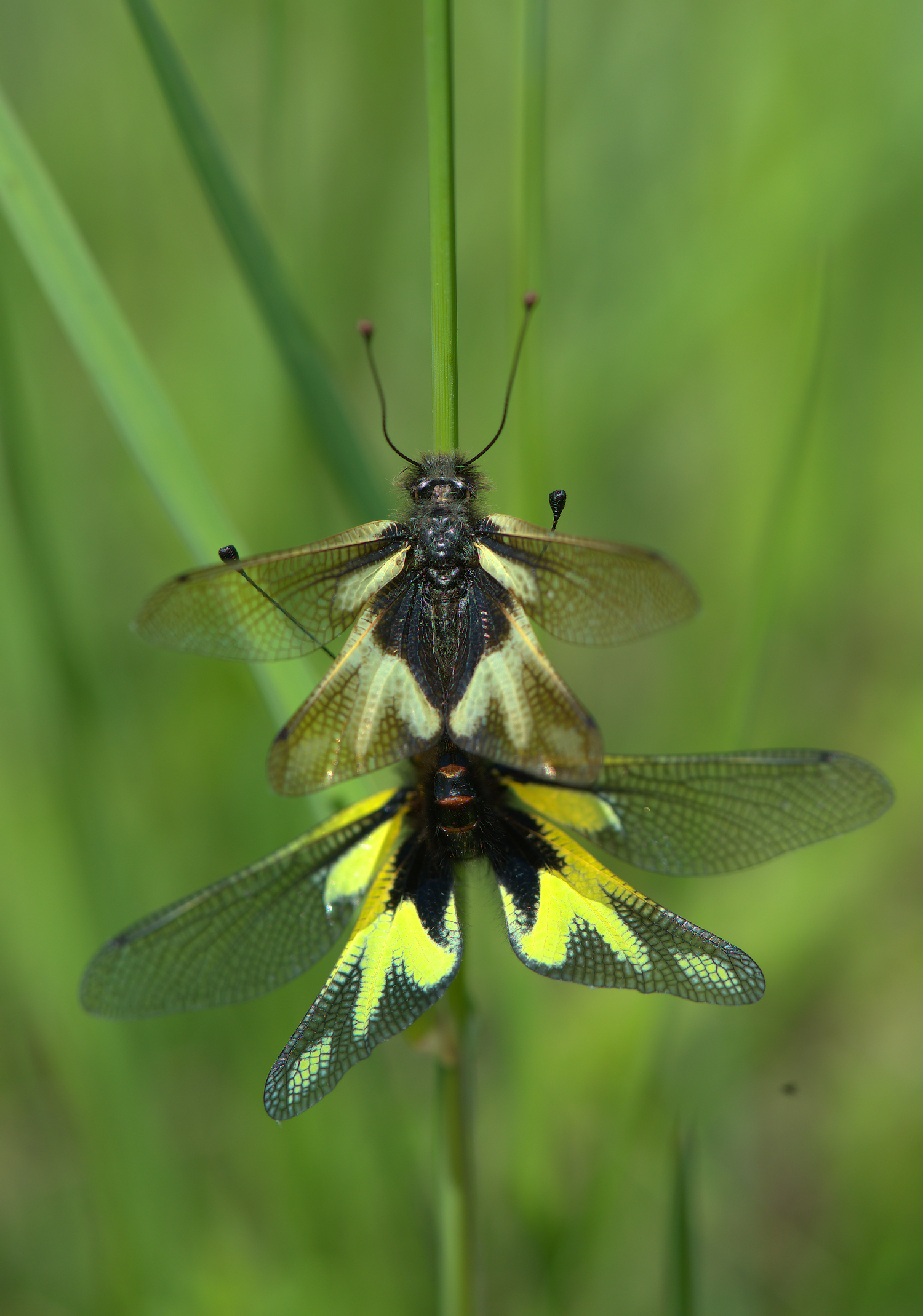 Libelloides Coccajus