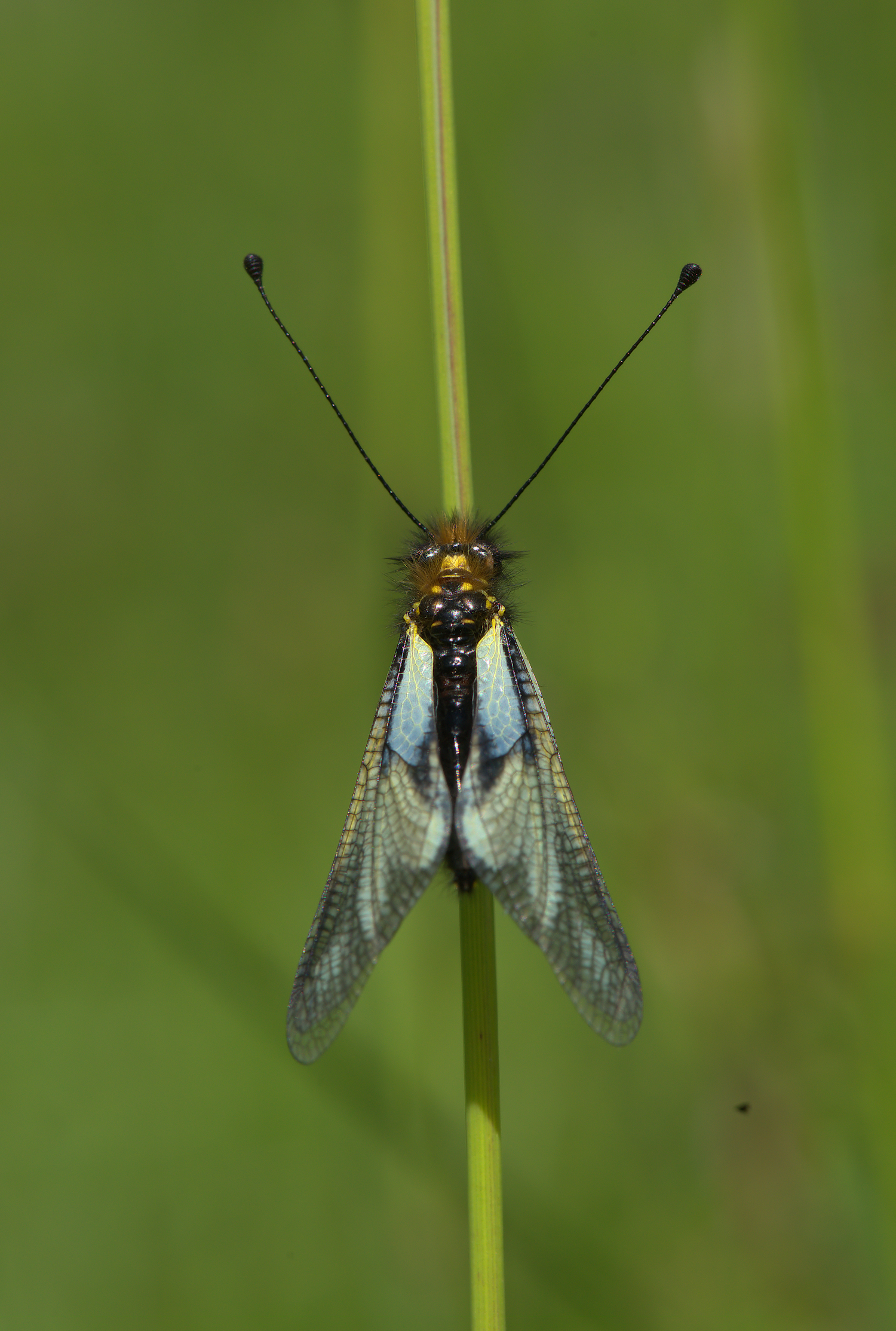 Libelloides Coccajus