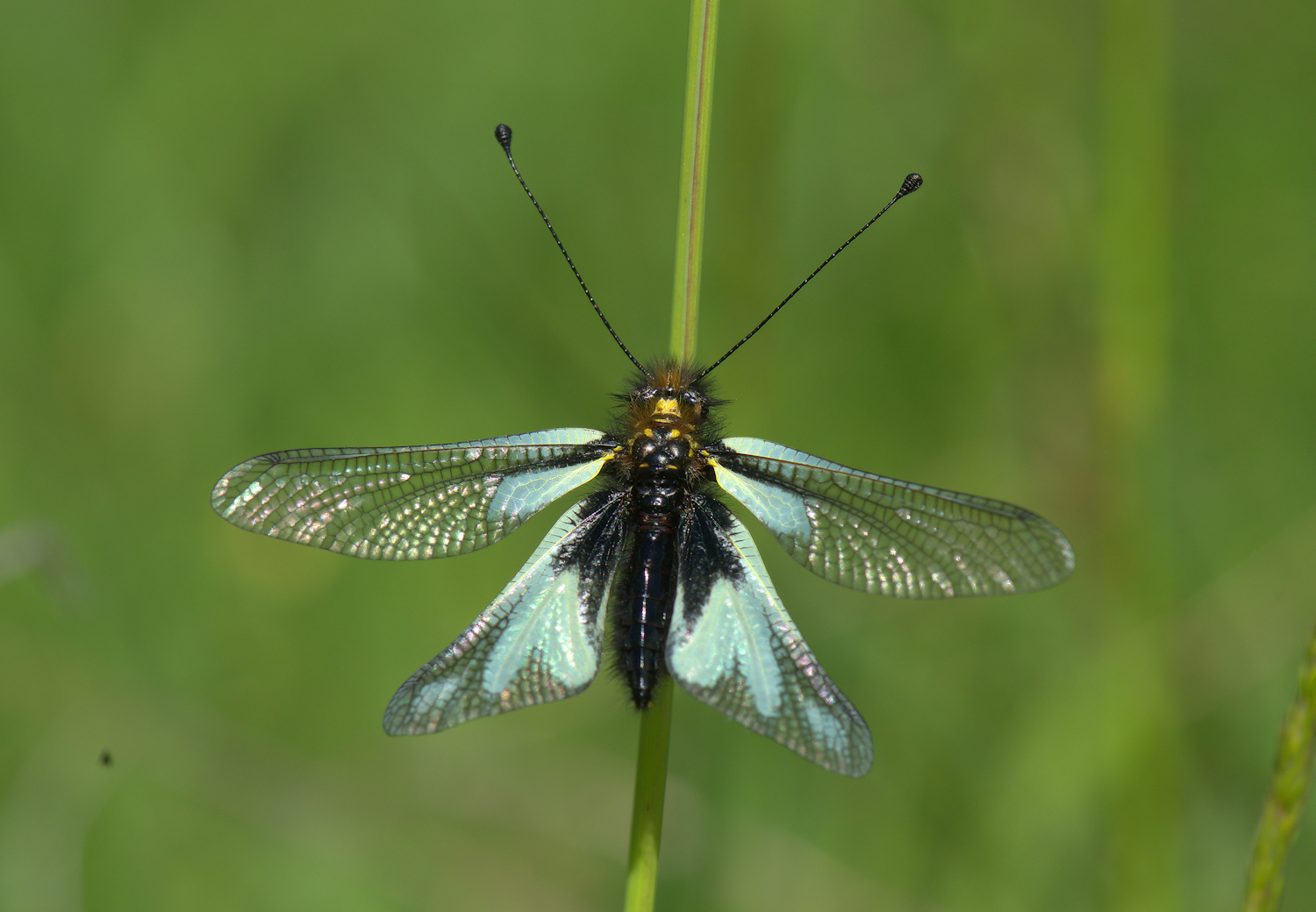 Libelloides Coccajus