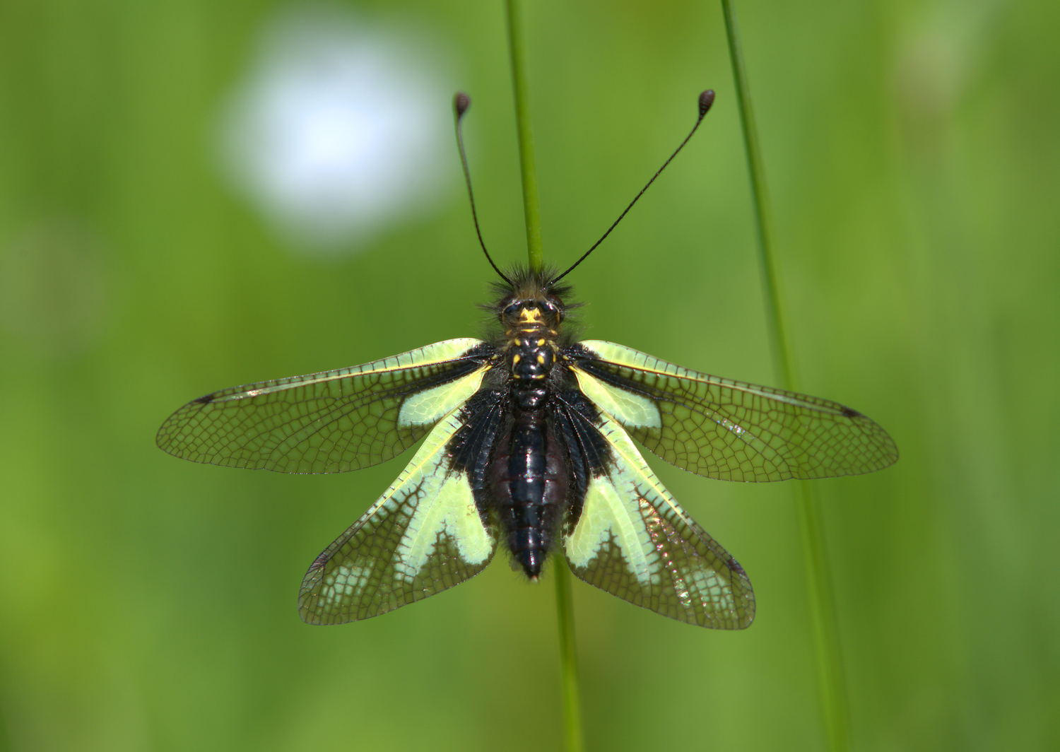 Libelloides Coccajus