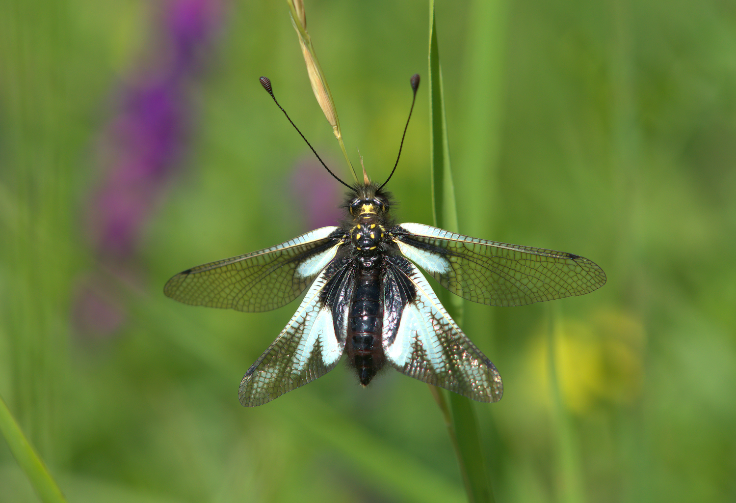 Libelloides Coccajus