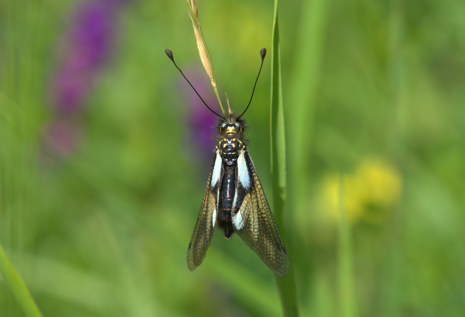 Libelloides Coccajus