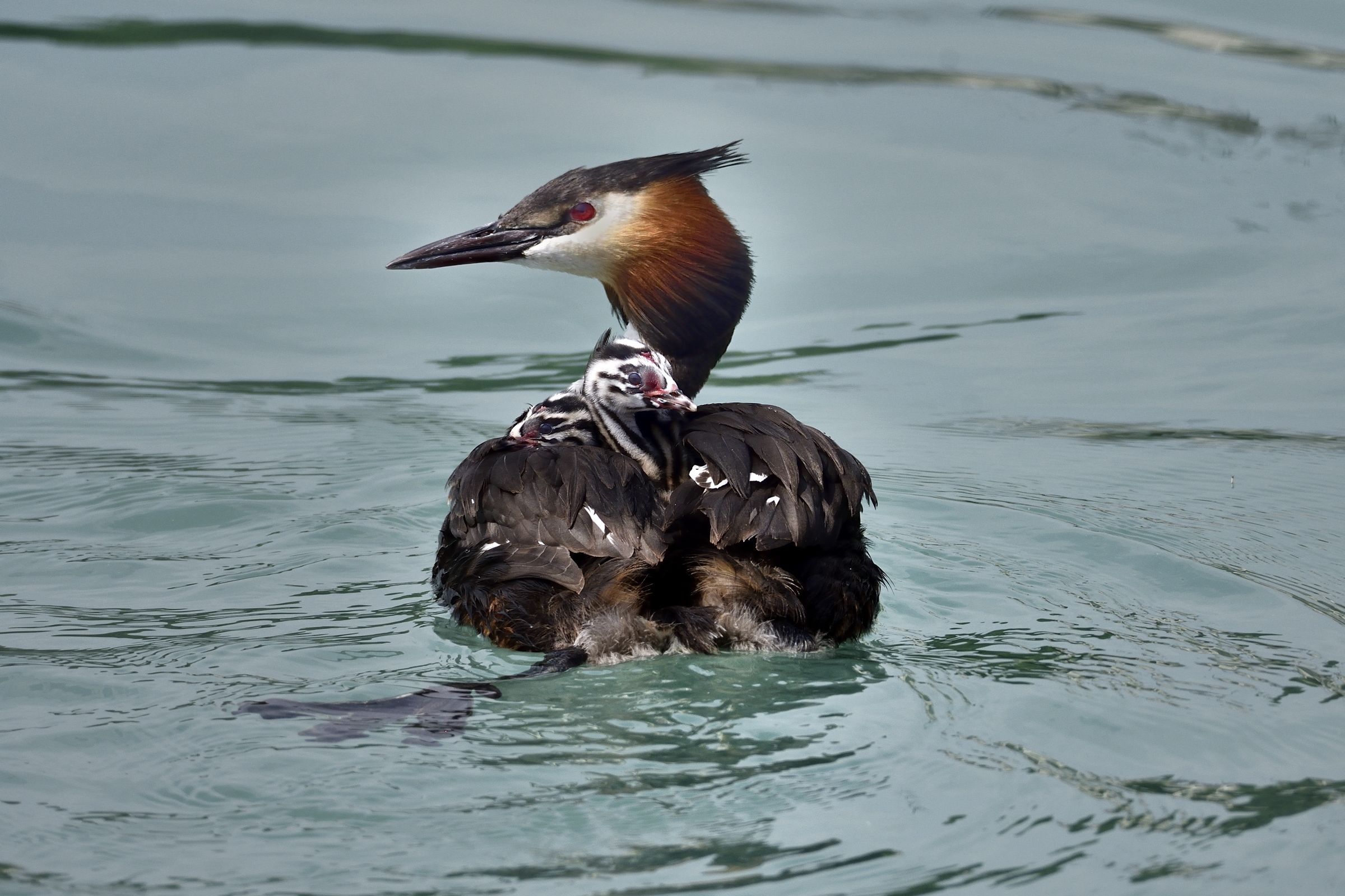 a spasso con mamma....