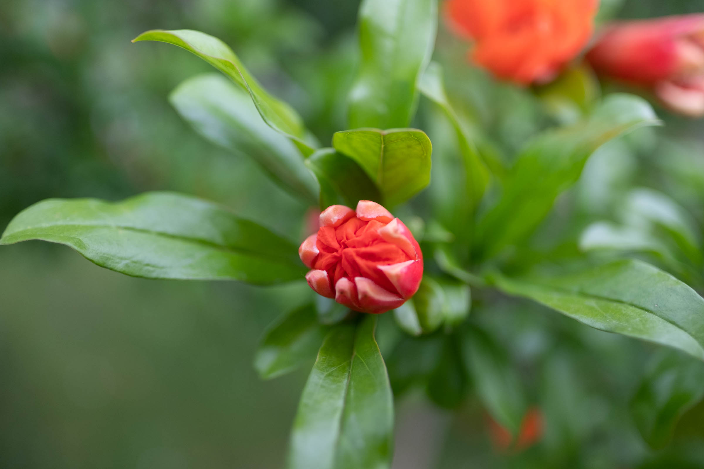 Pomegranate Flower
