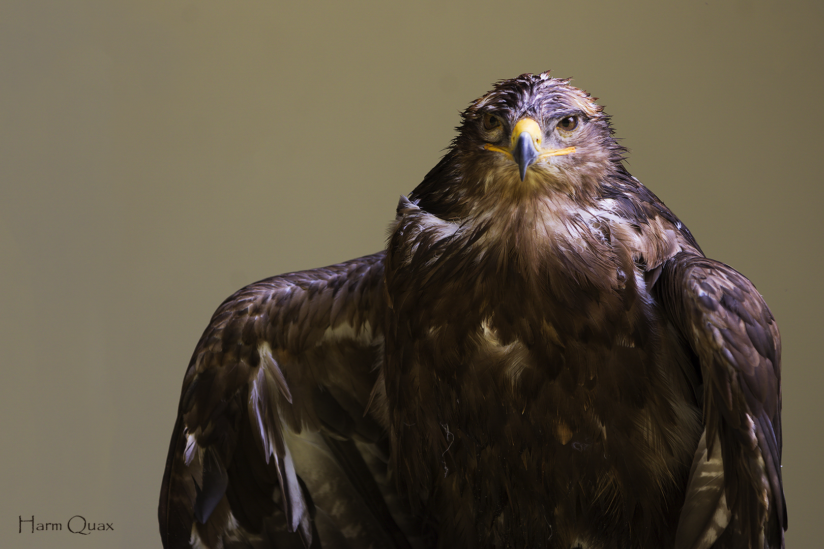 After the rain (Aquila chrysaetos)
