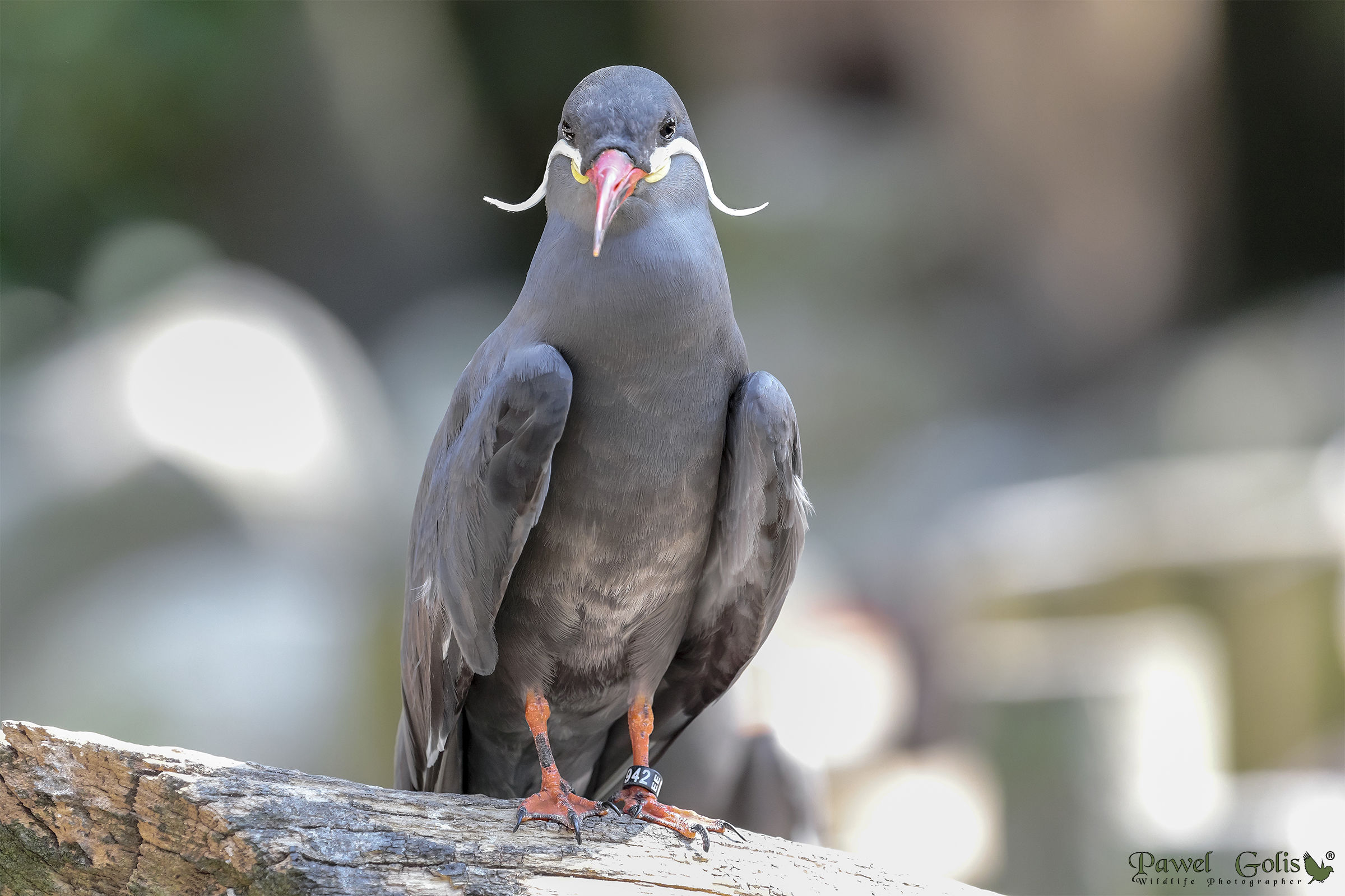 Inca tern (Larosterna inca)