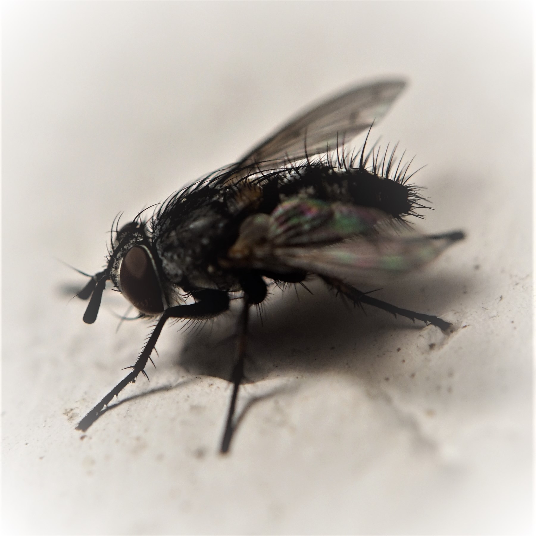 Moscow in Plain sight