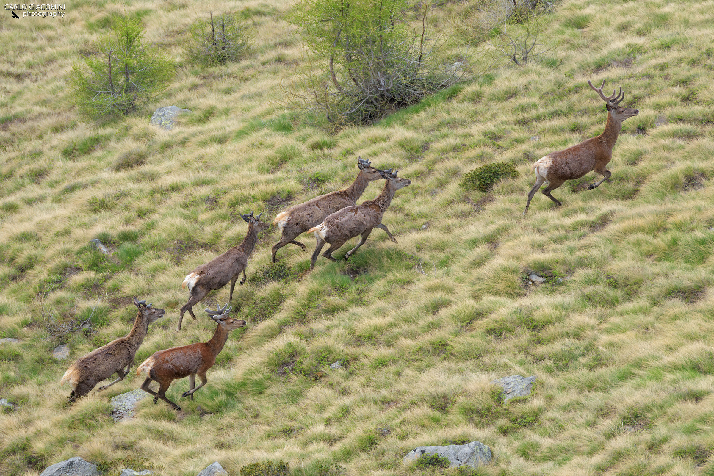 Gruppo di cervi maschi
