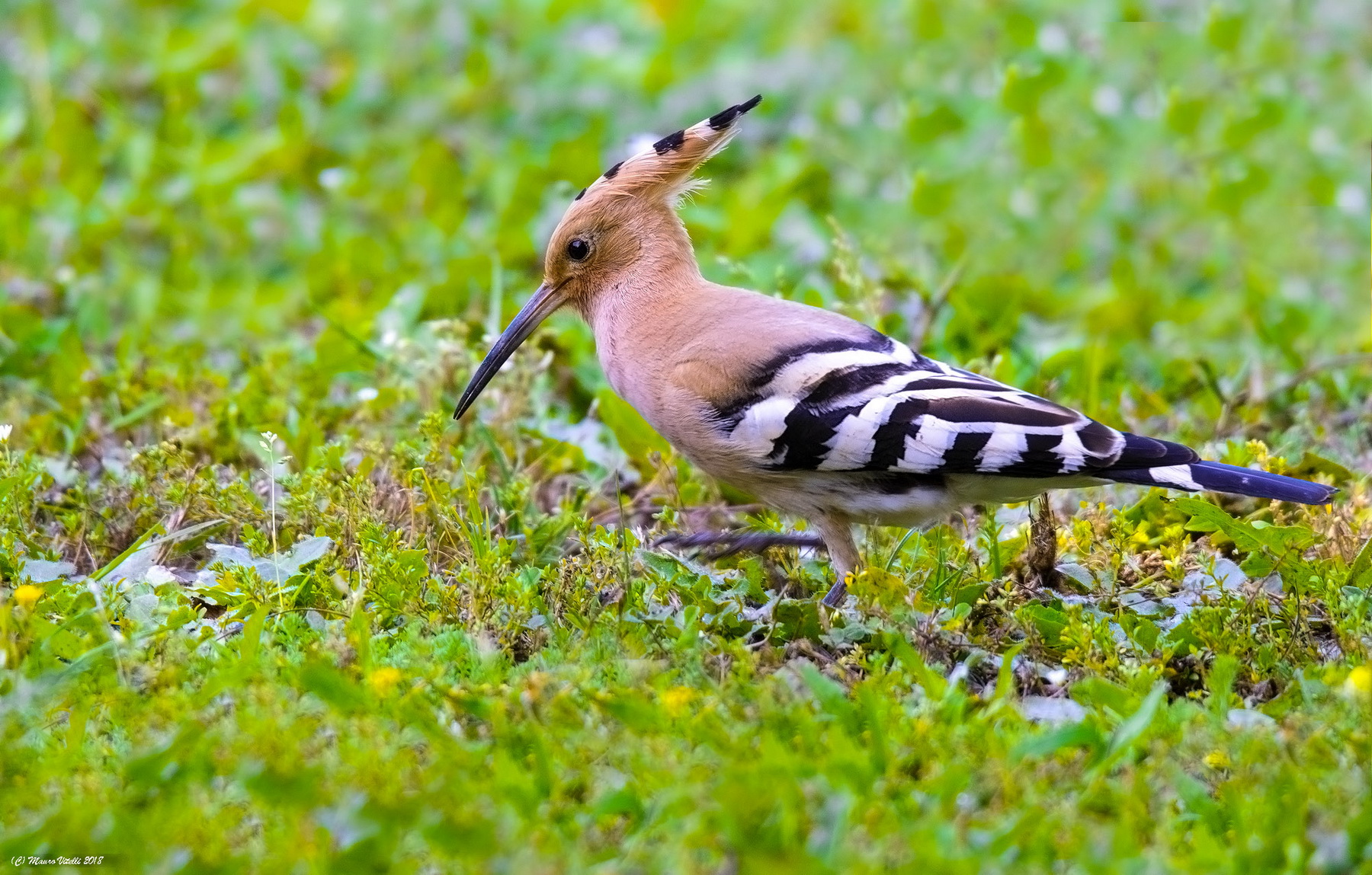 Hoopoe walking