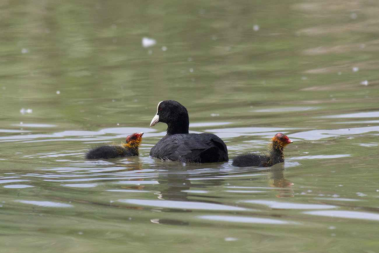 Coot with Chicks
