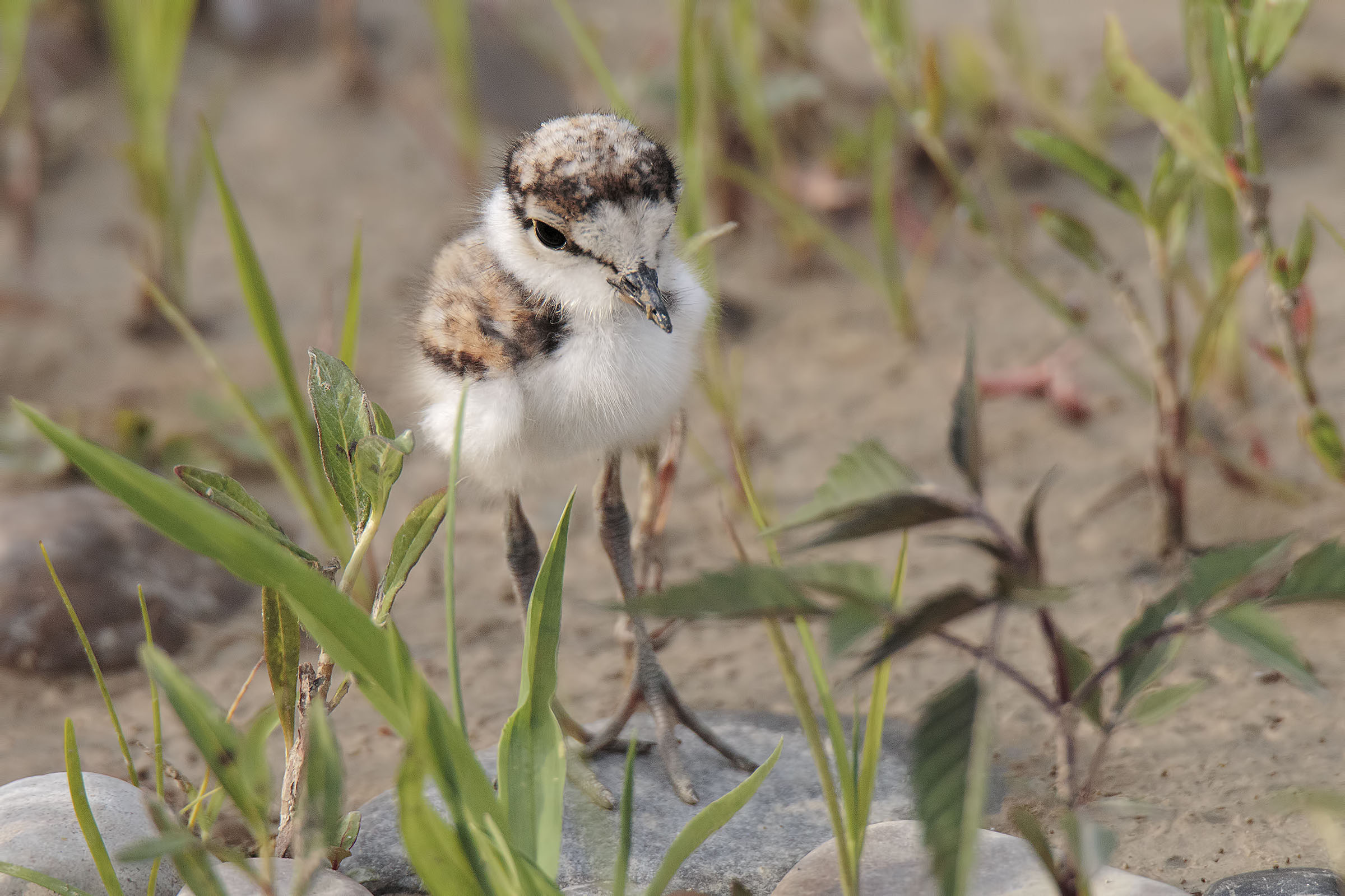 Little Courier Small