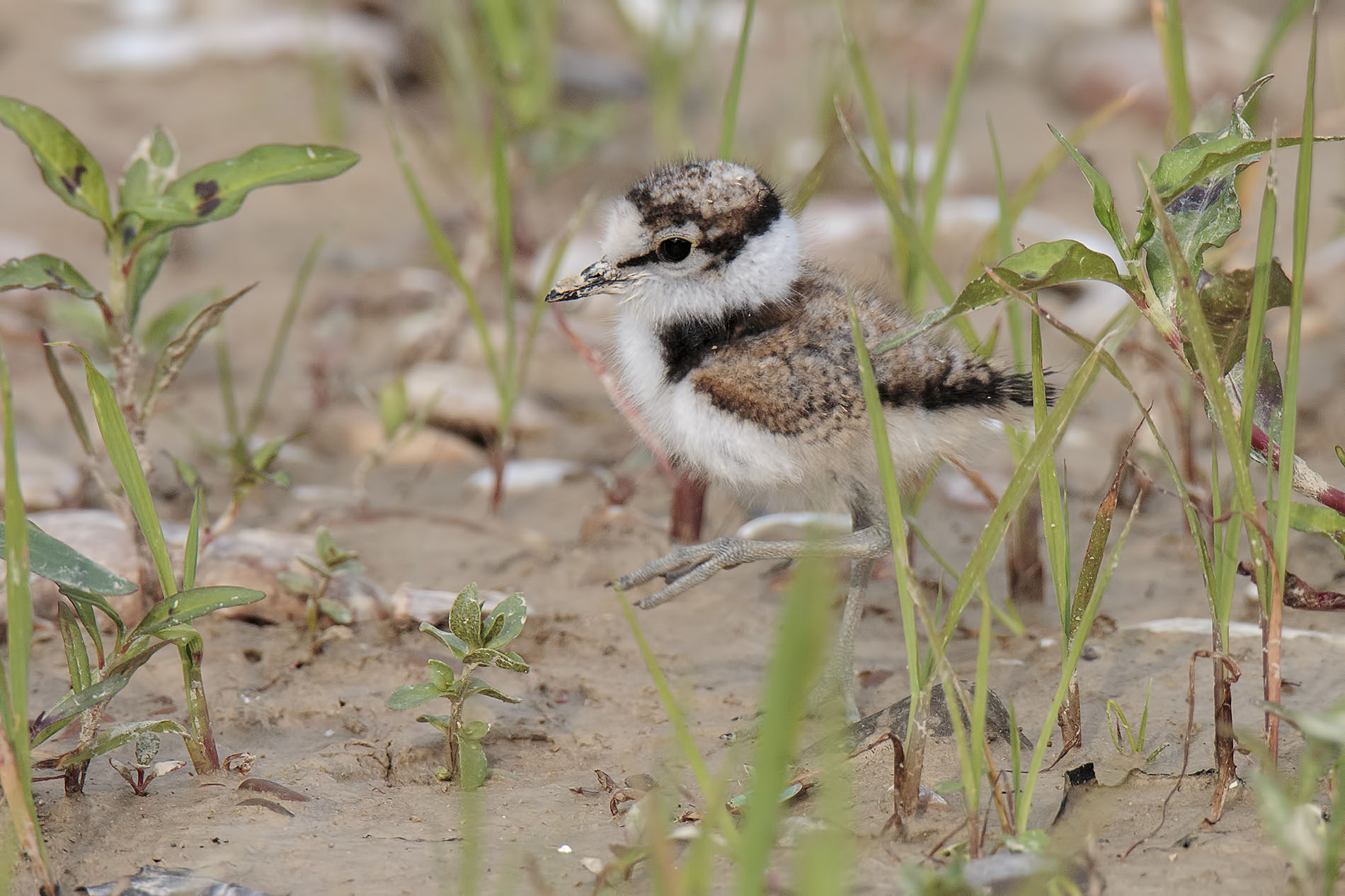 Little Courier Small