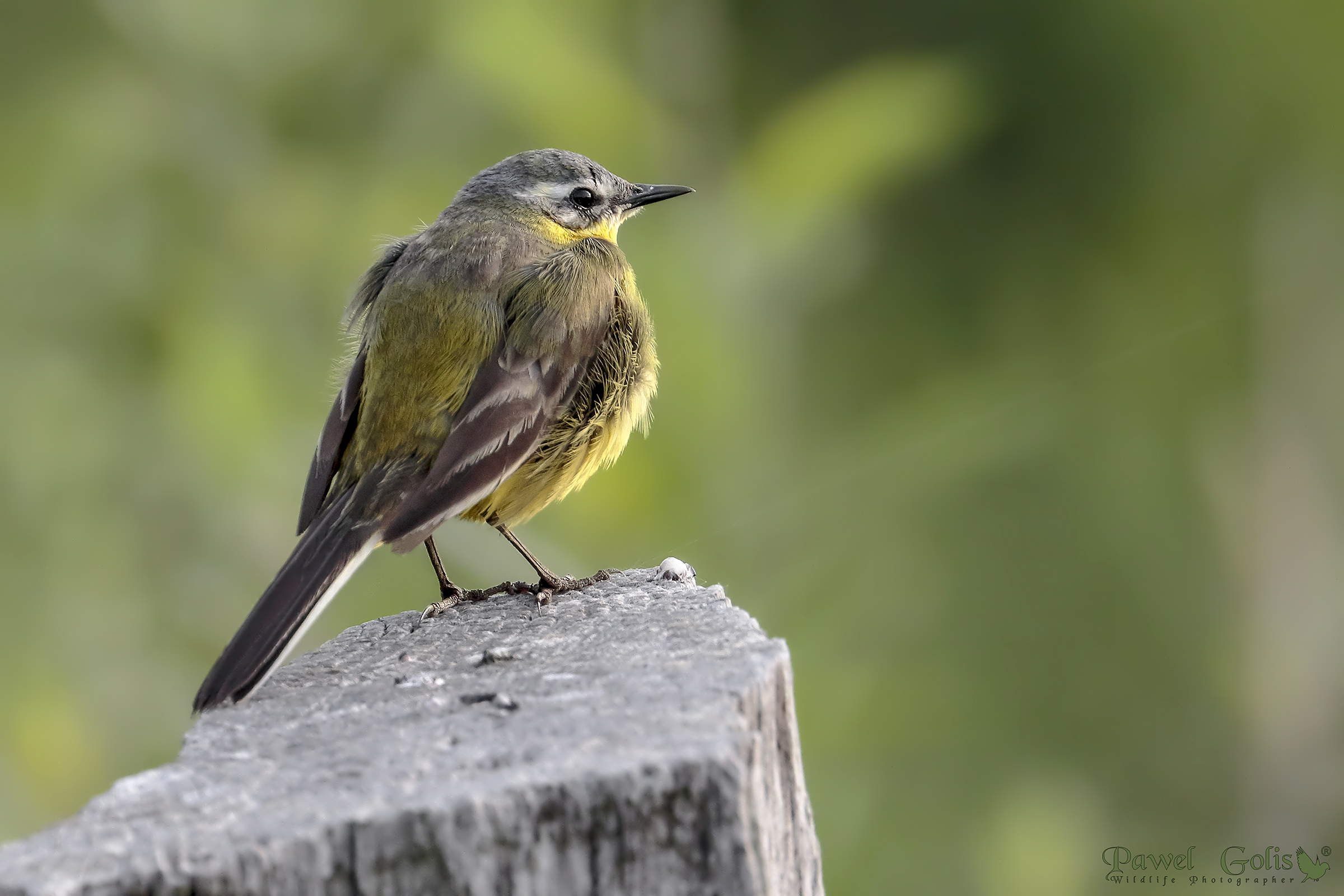 Yellow wagtail (Motacilla flava)