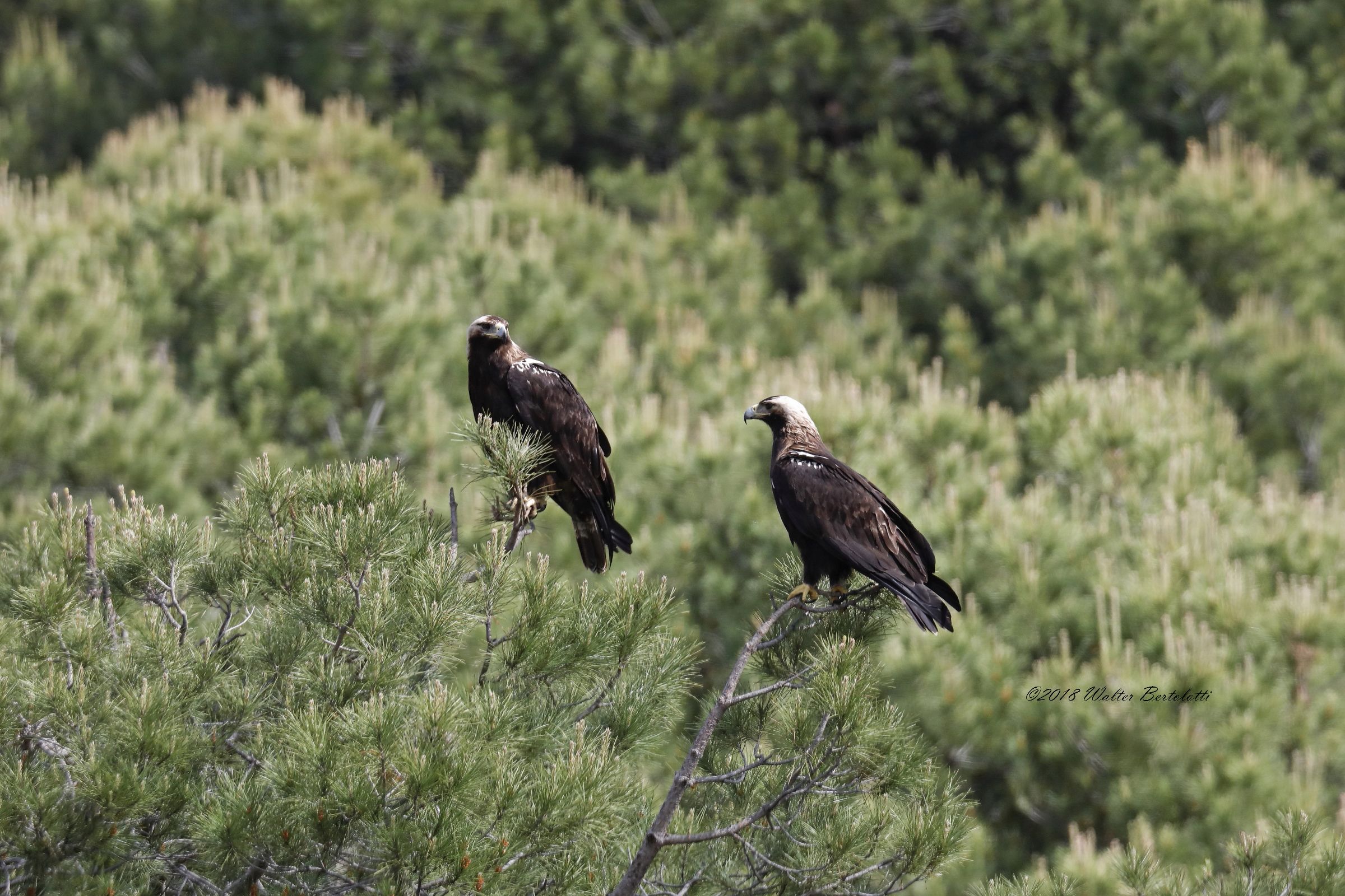 la coppia più bella