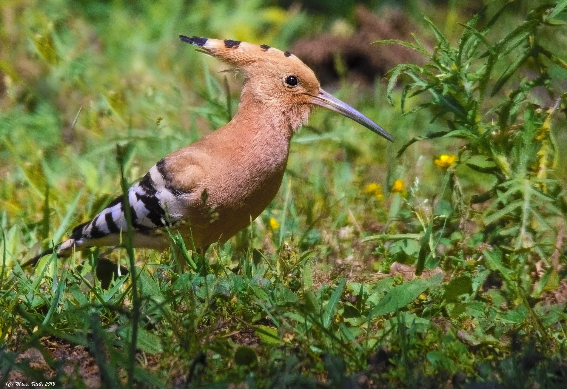 It is period of hoopoes