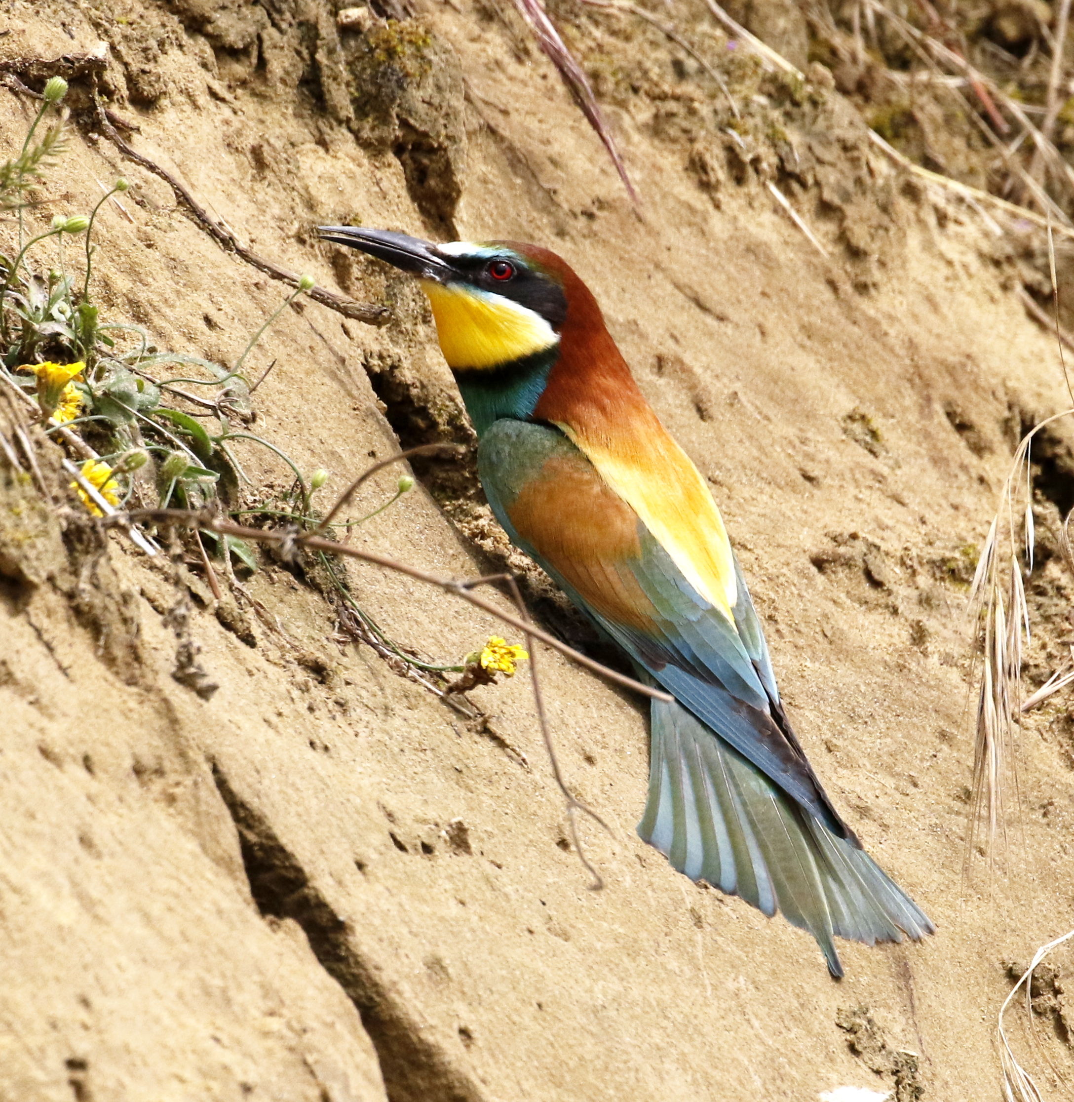Bee-eater