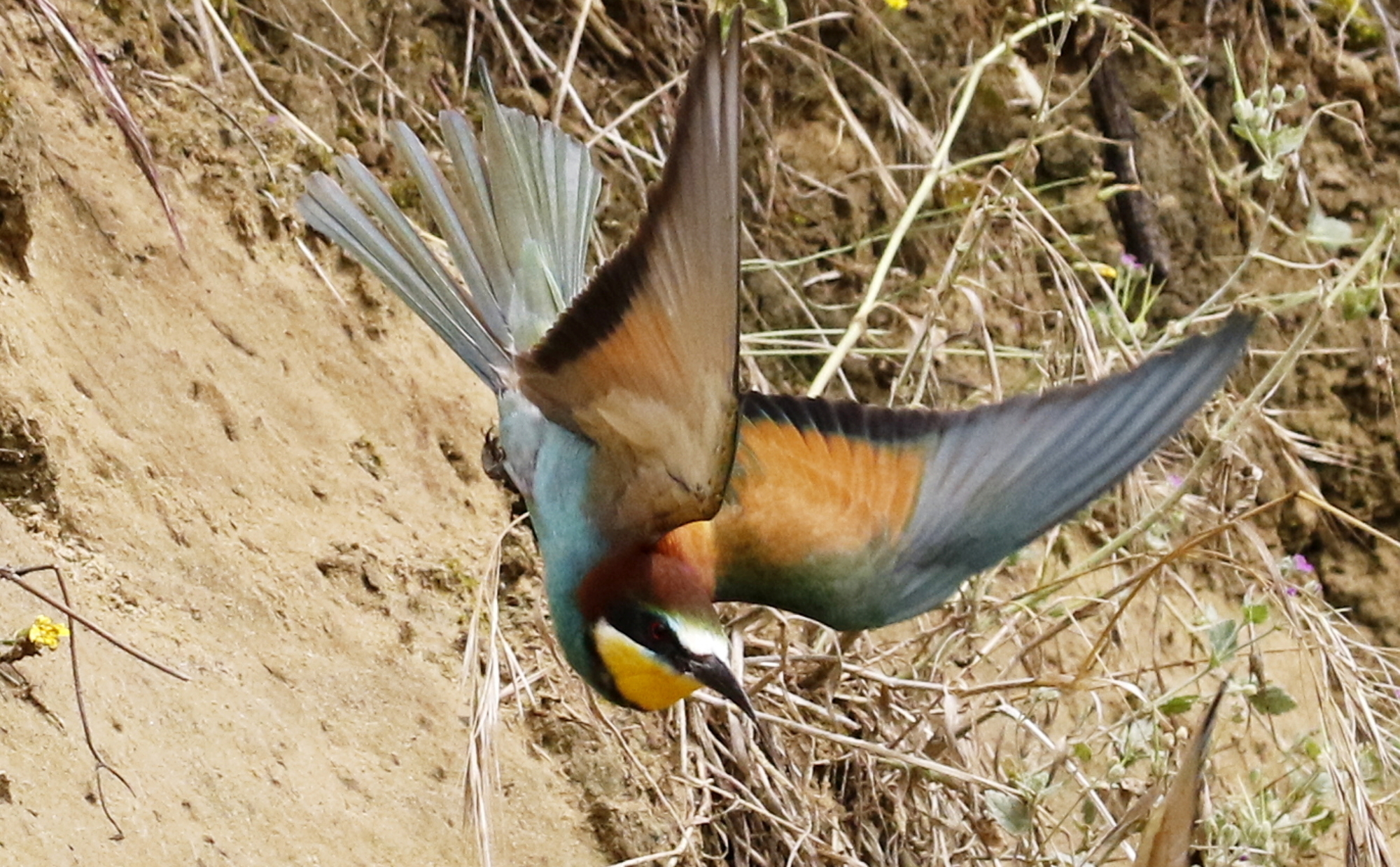Bee-eater