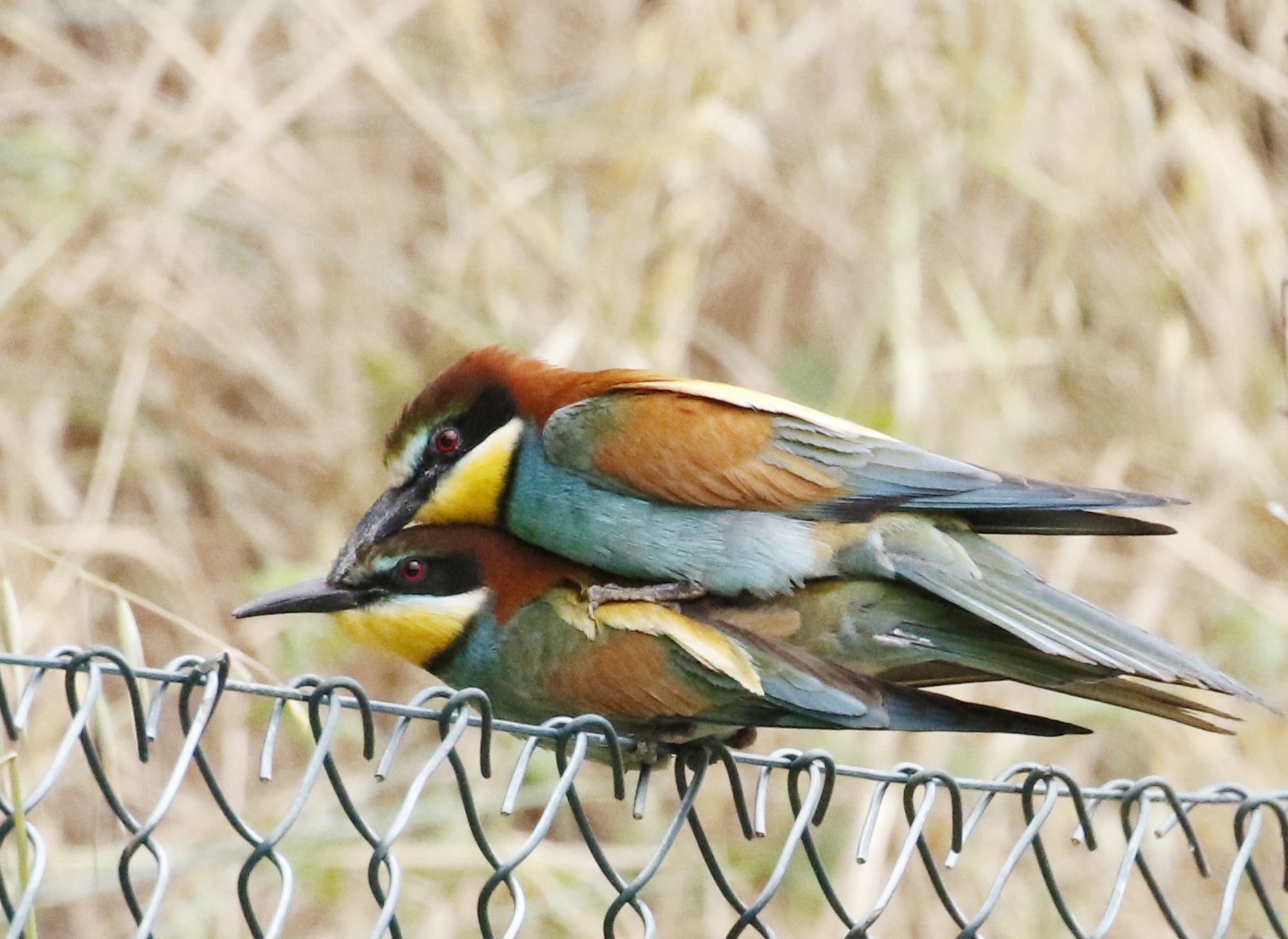 Bee-eater