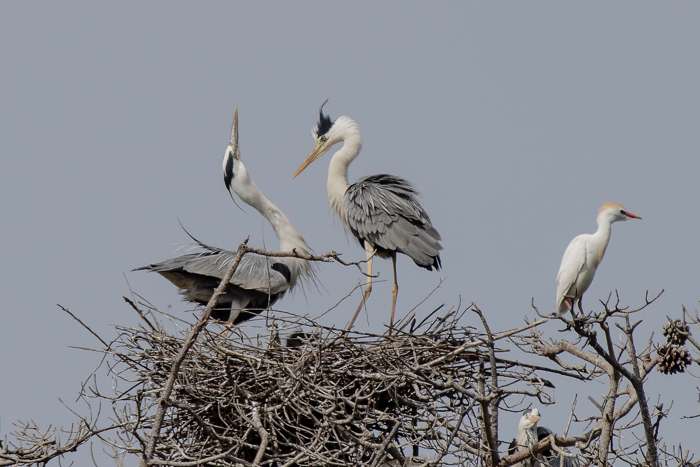 Baby, meet your first son