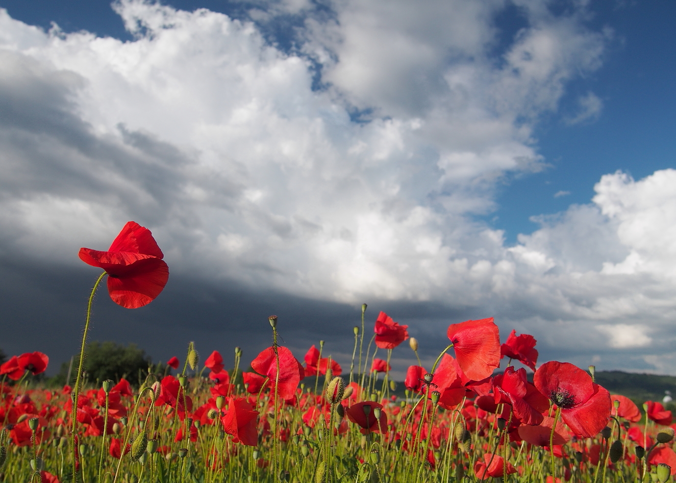 un fiore contro la tempesta