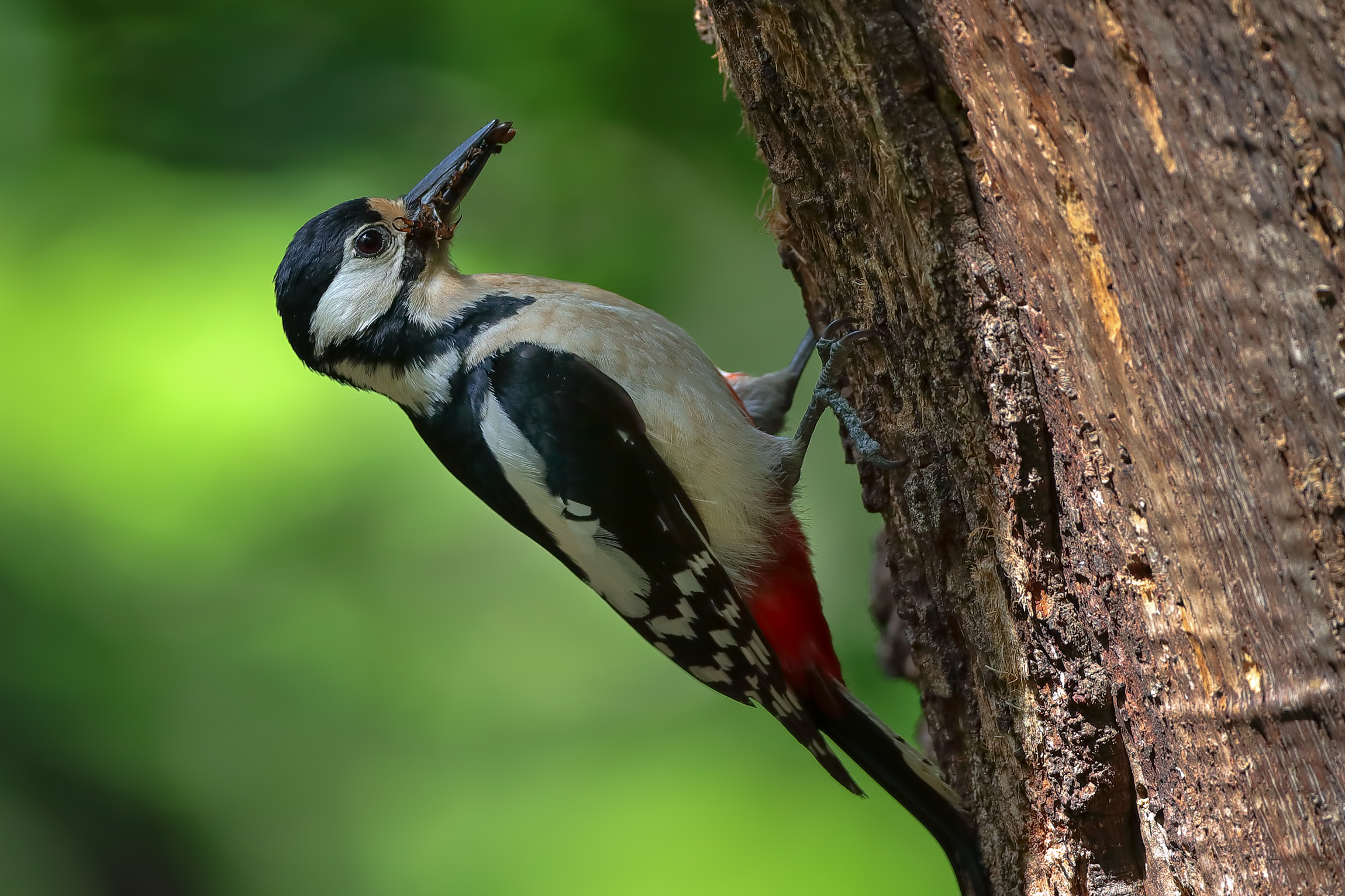 Senior Red Woodpecker