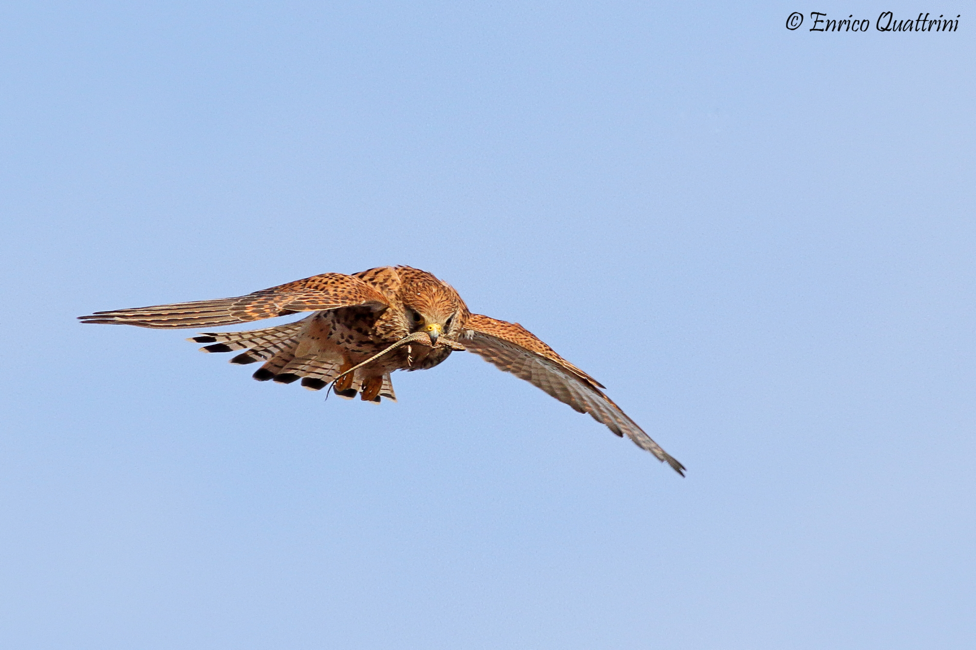 Common Kestrel F with prey