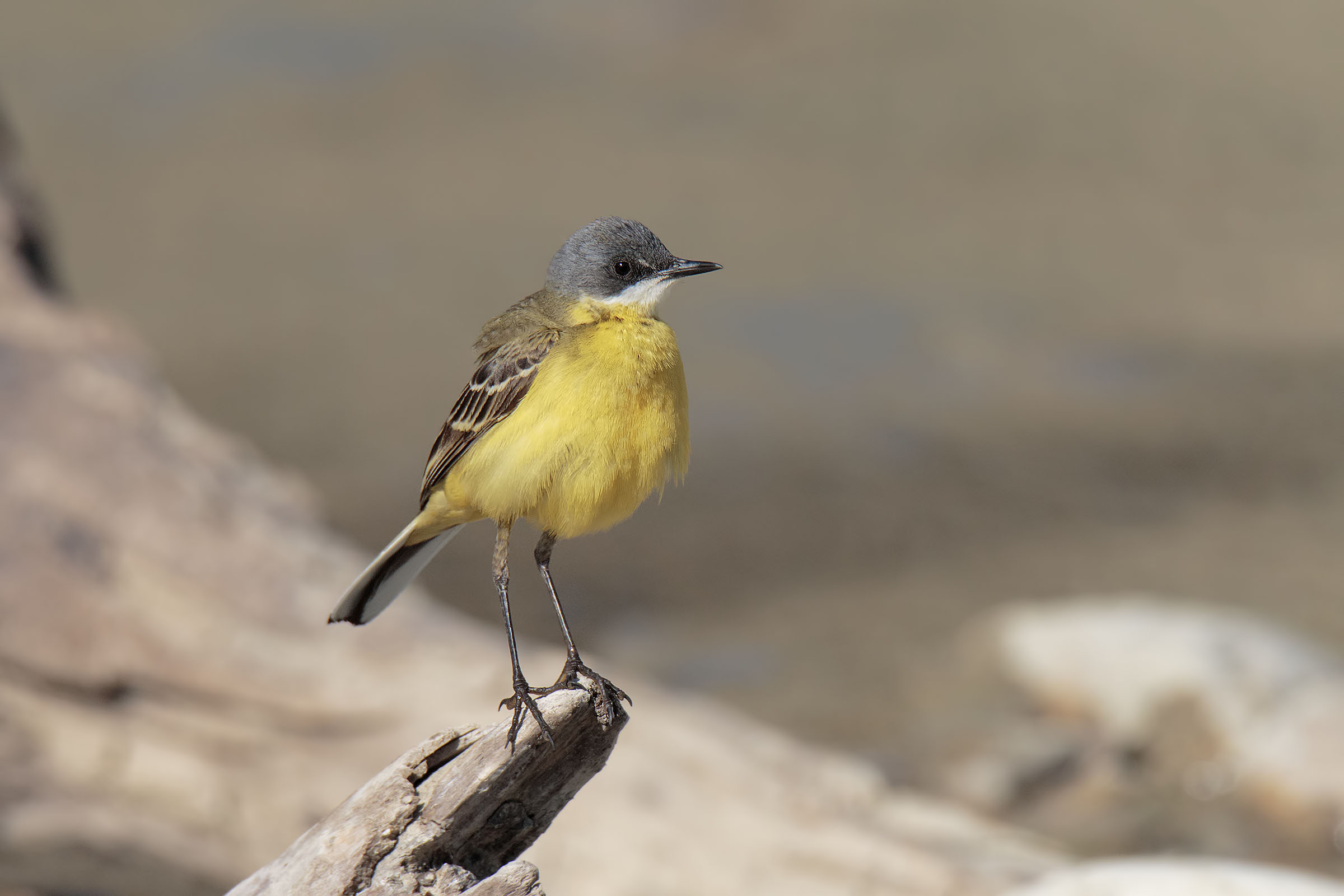 Wagtail