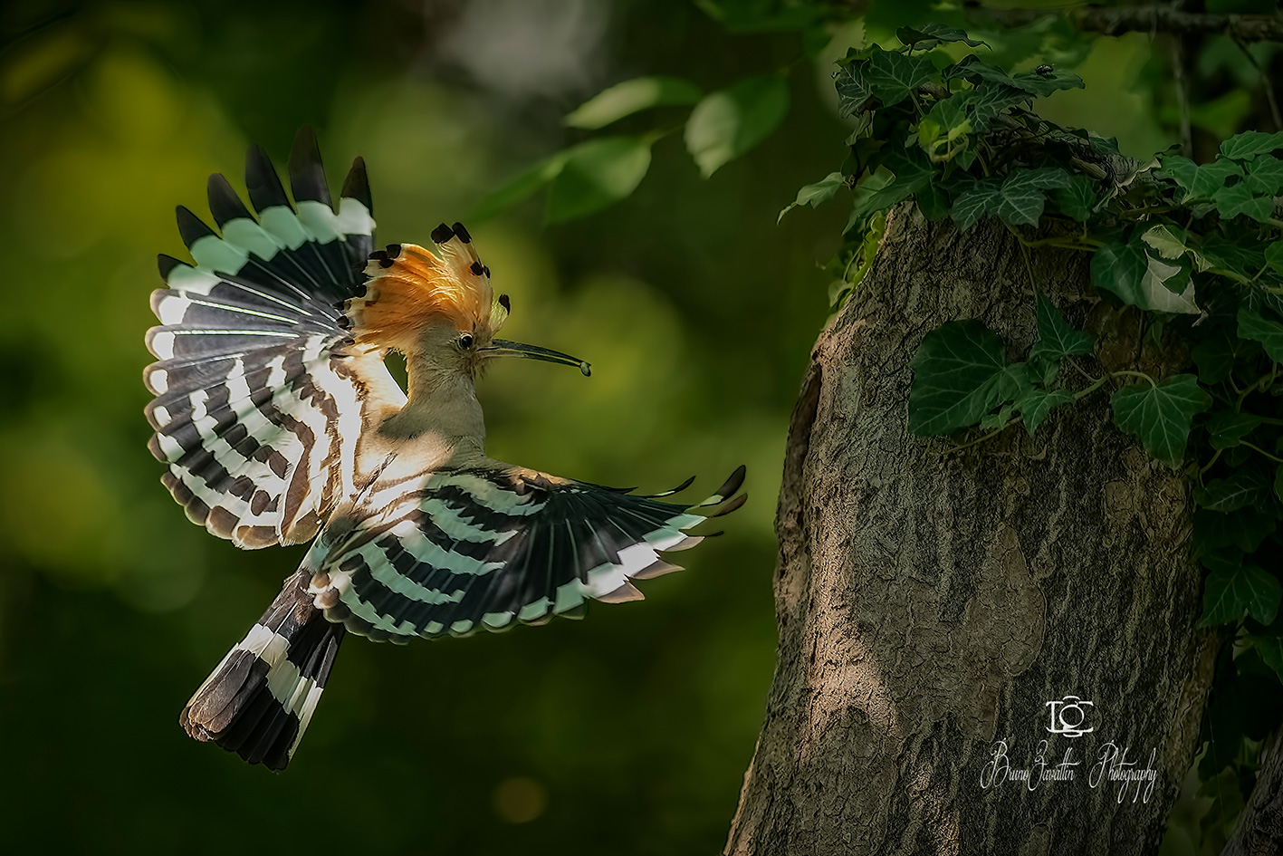 Hoopoe